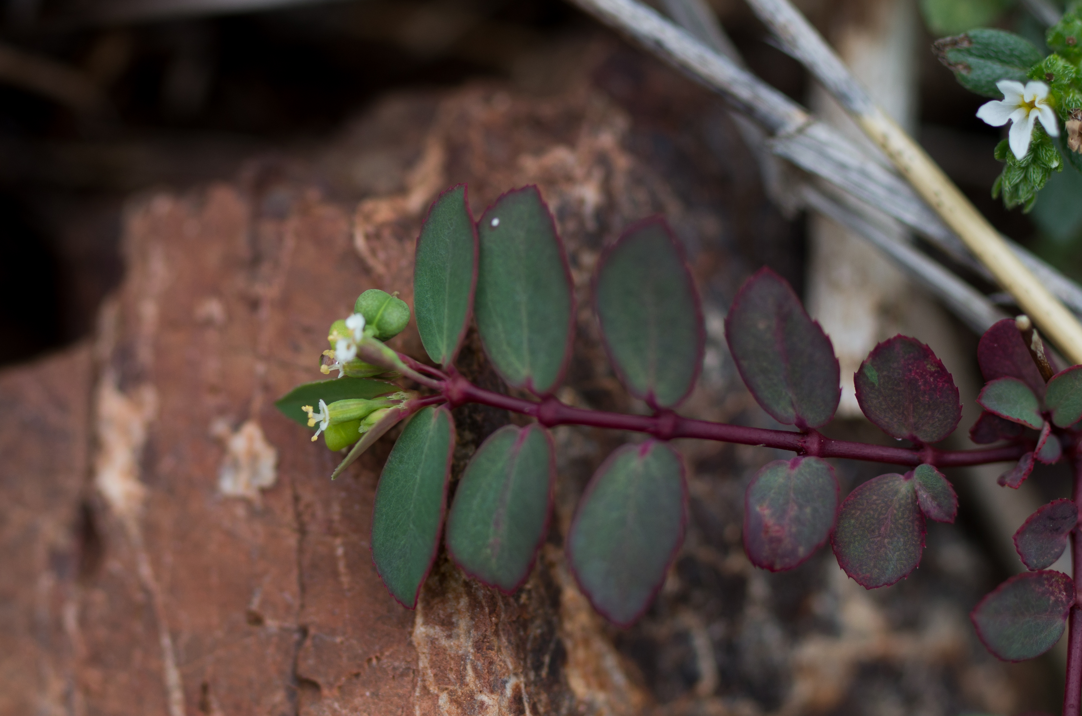 Euphorbia hyssopifolia