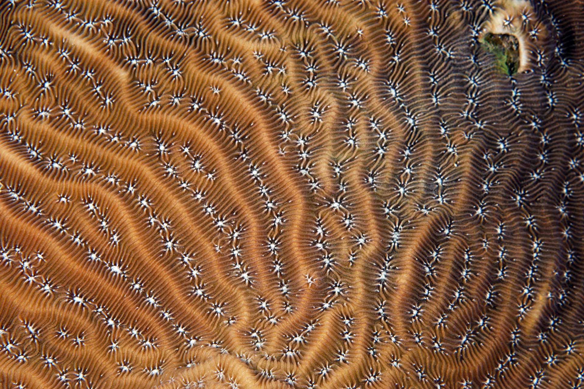 Agaricia lamarcki