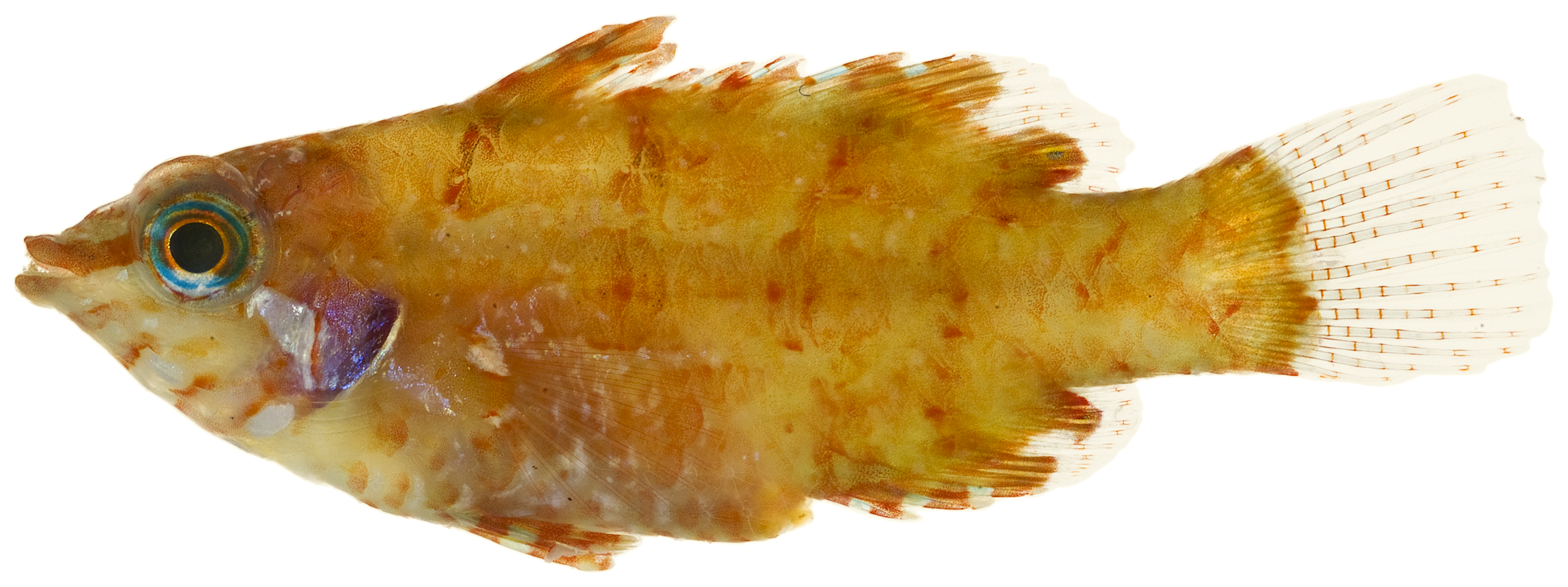 Xyrichtys splendens
