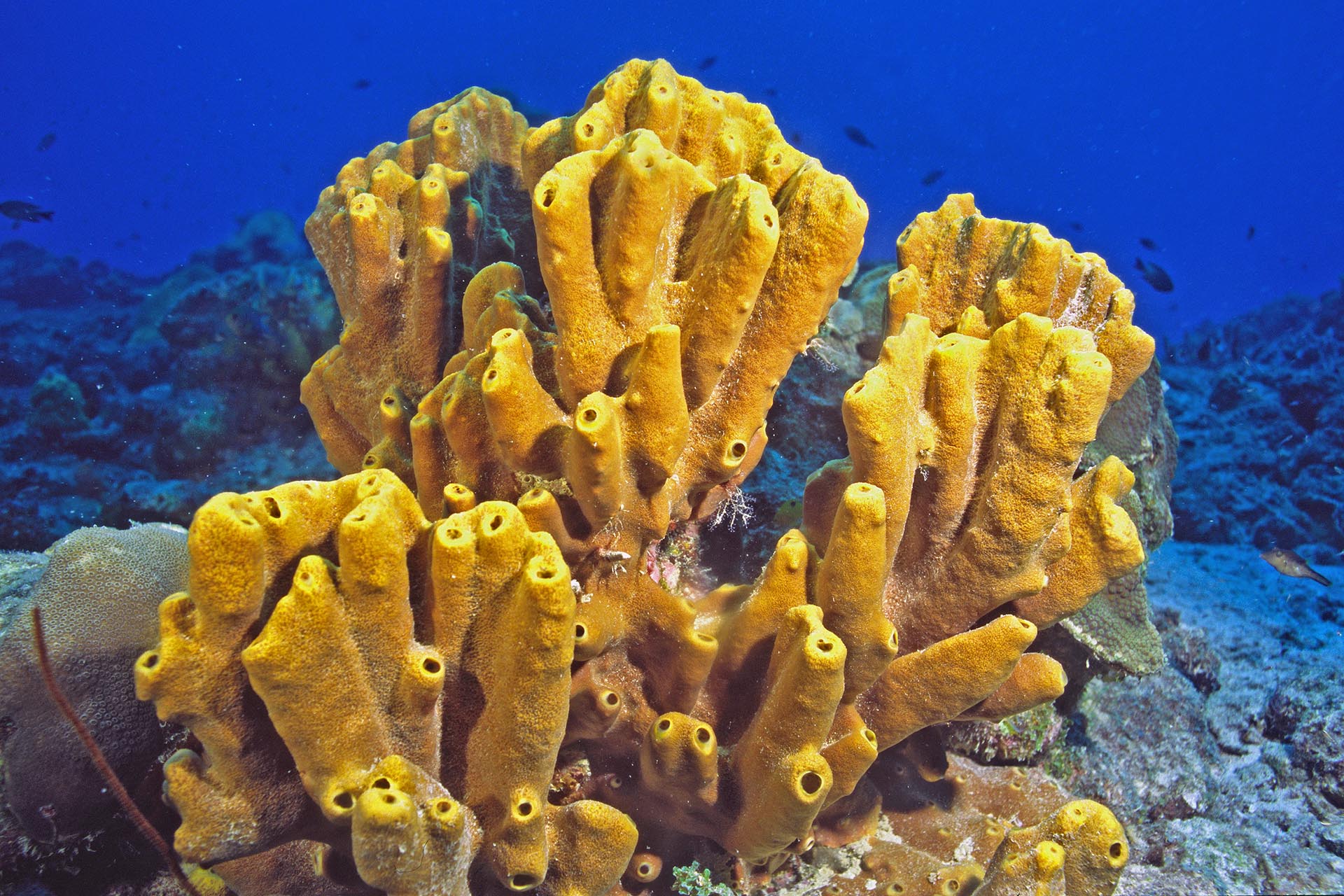 Ectyoplasia ferox