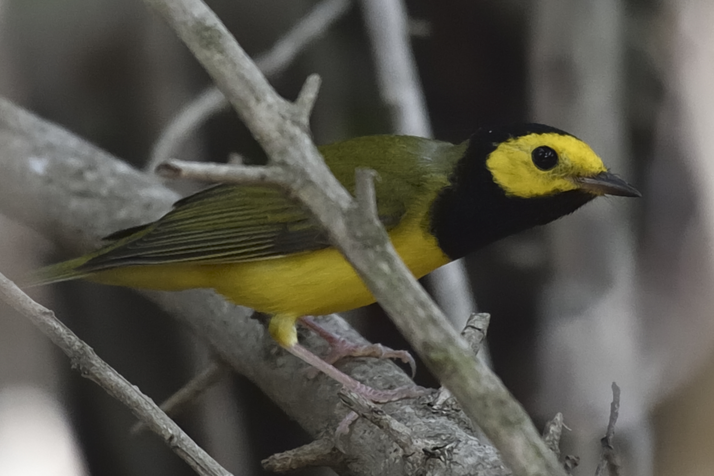 Setophaga citrina