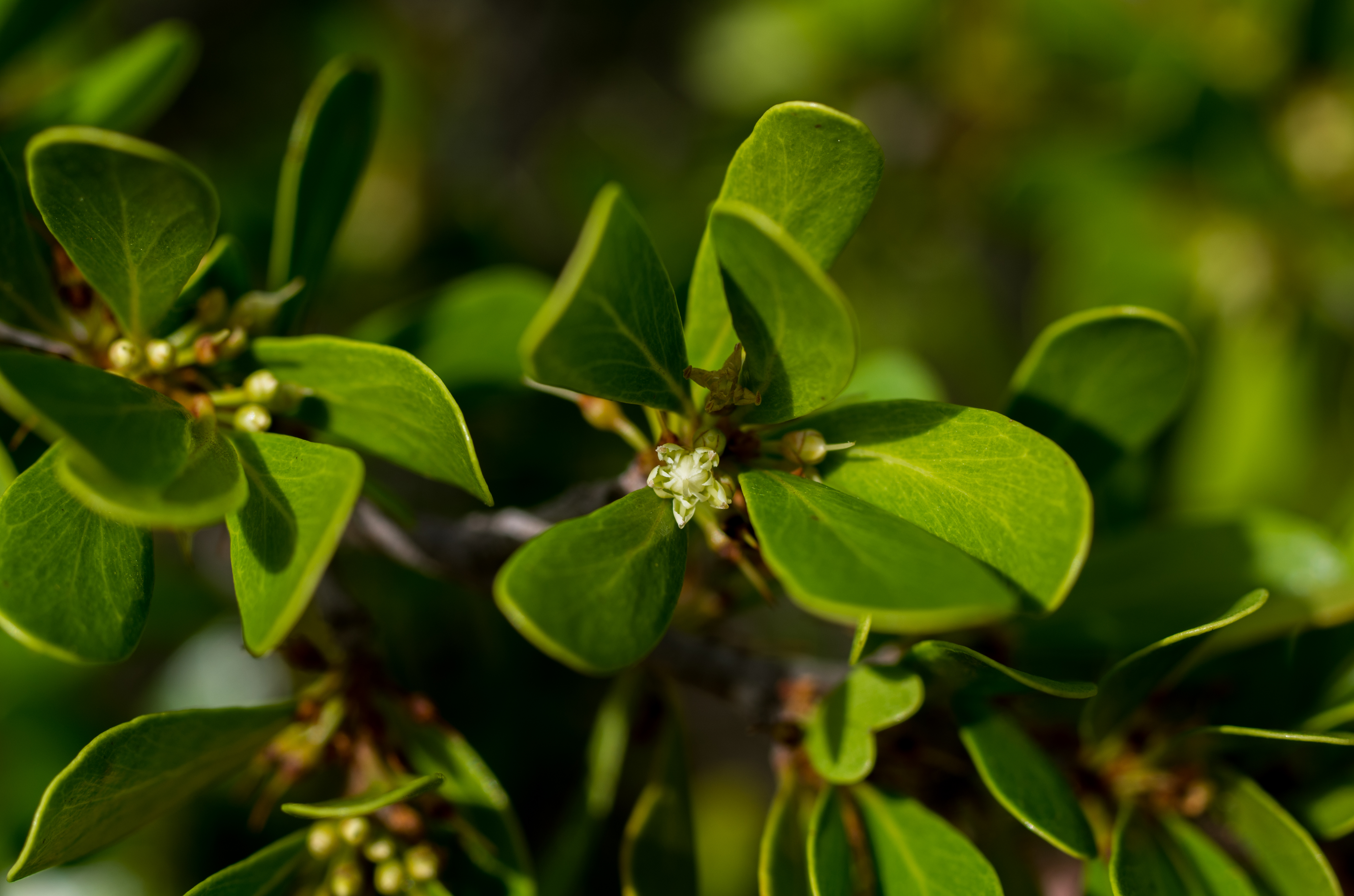 Sideroxylon obovatum
