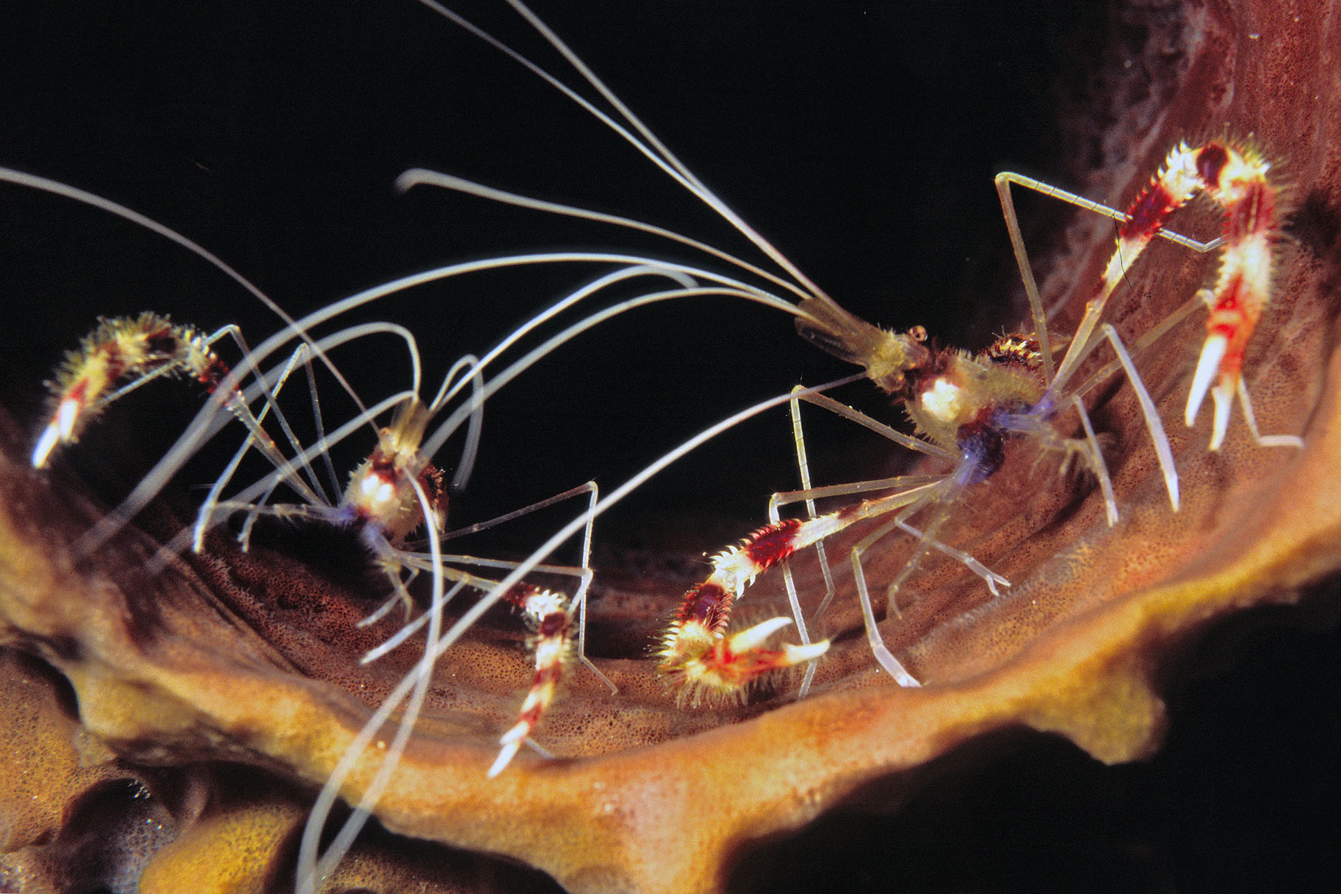 Stenopus hispidus