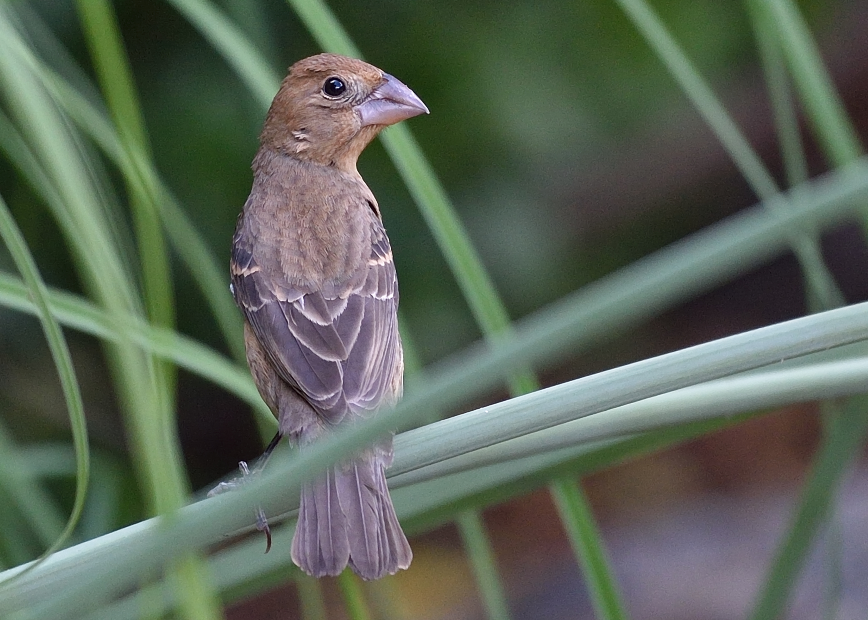 Passerina caerulea