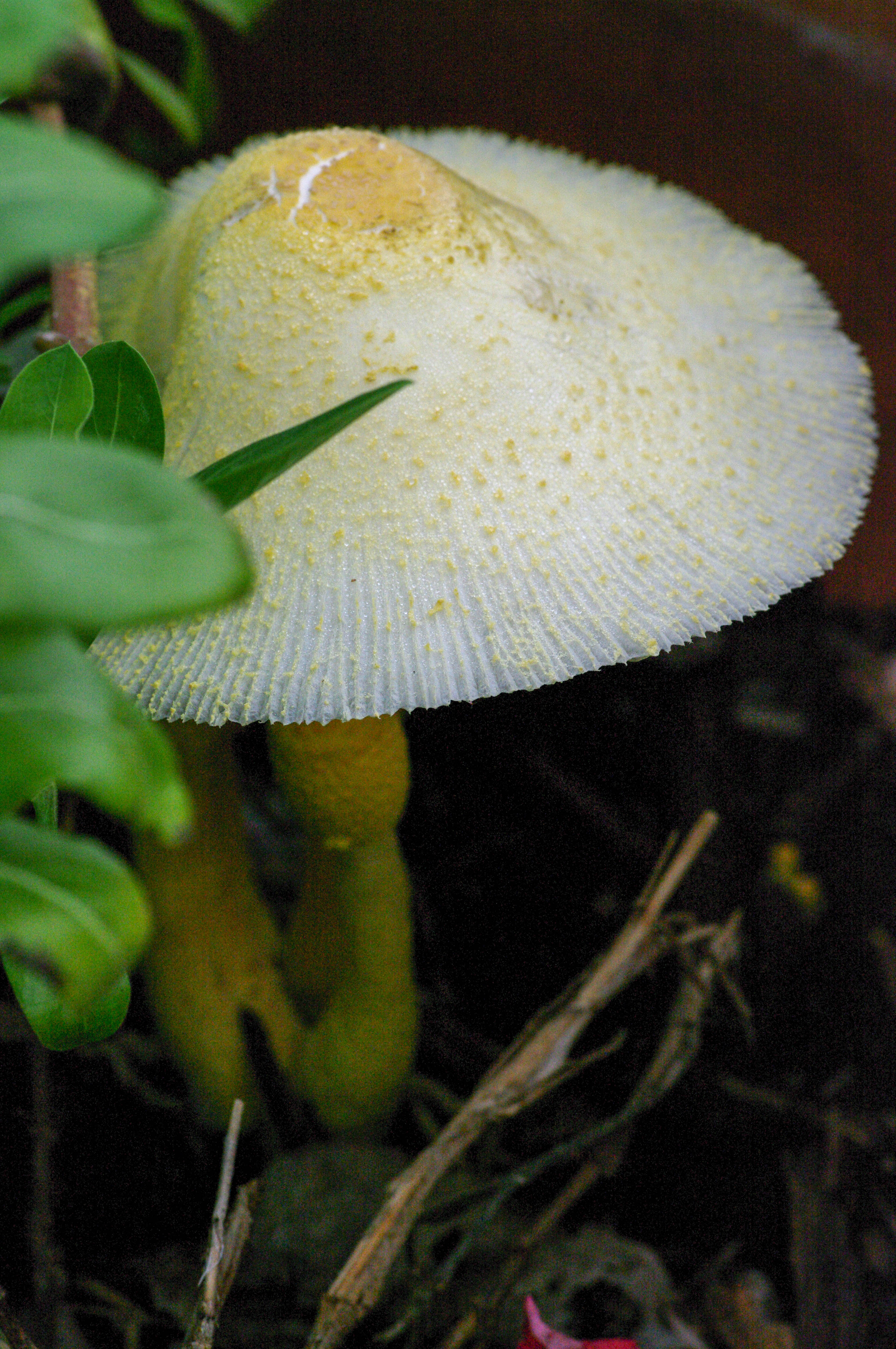 Leucocoprinus birnbaumii