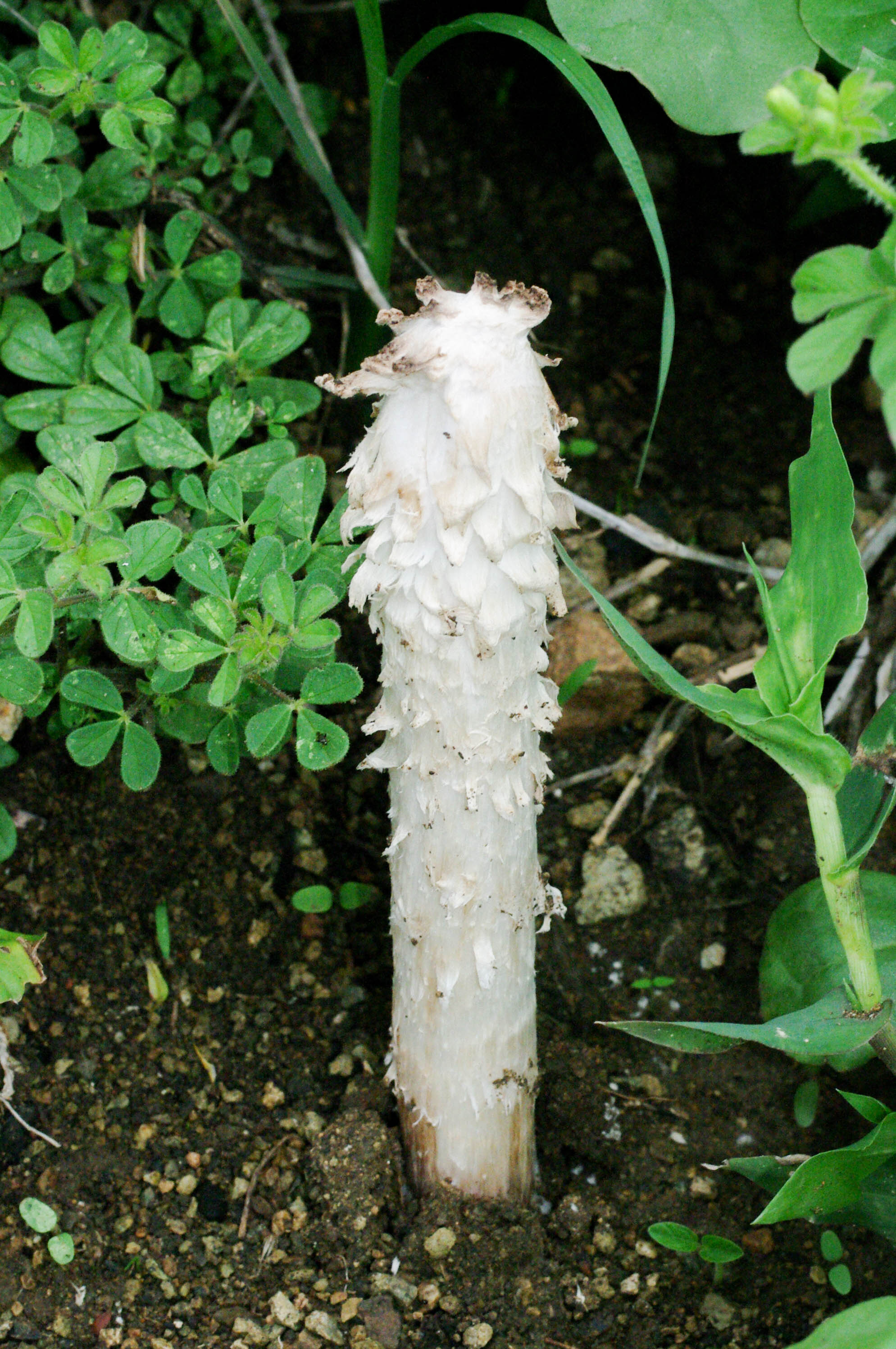 Podaxis pistillaris
