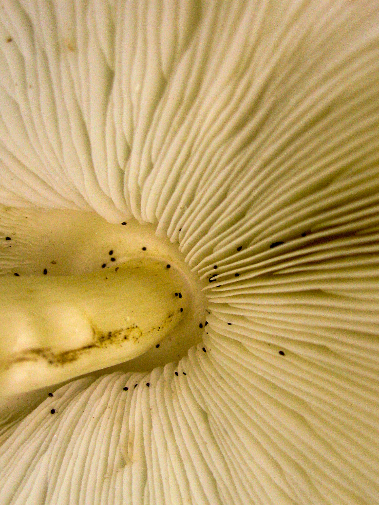 Leucoagaricus americanus