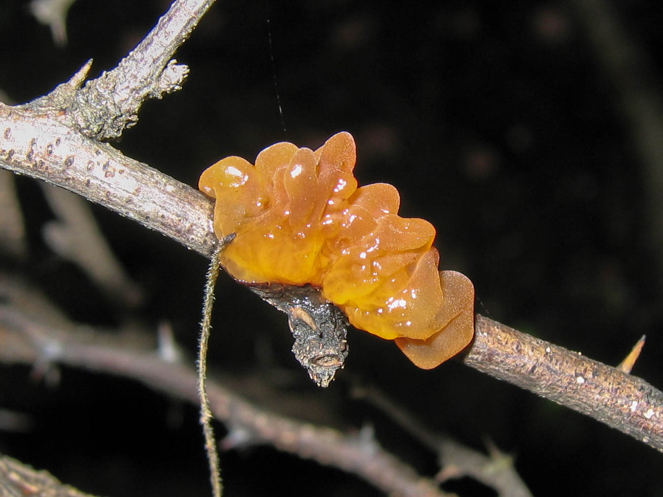 Tremella foliacea