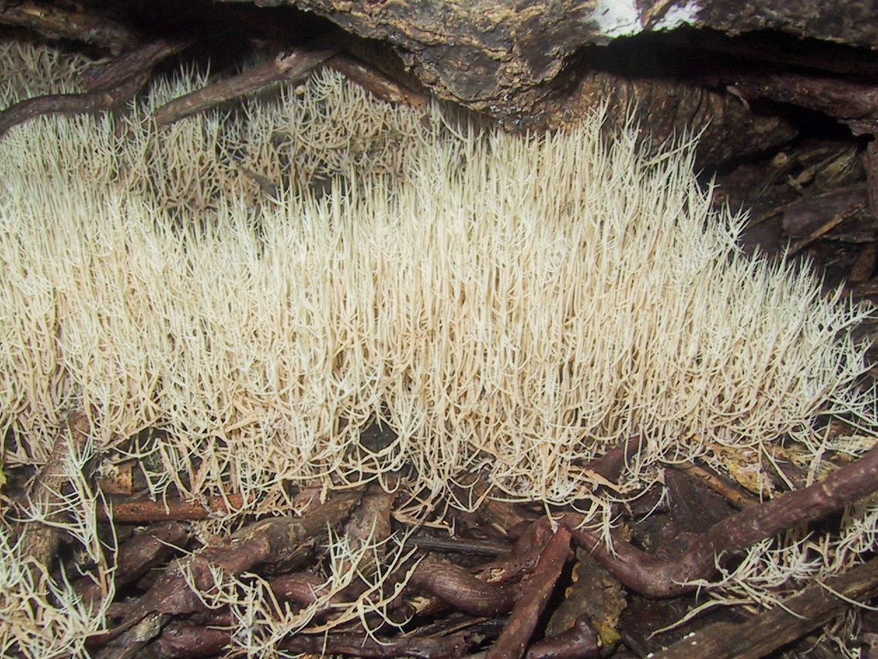 Pterula multifida