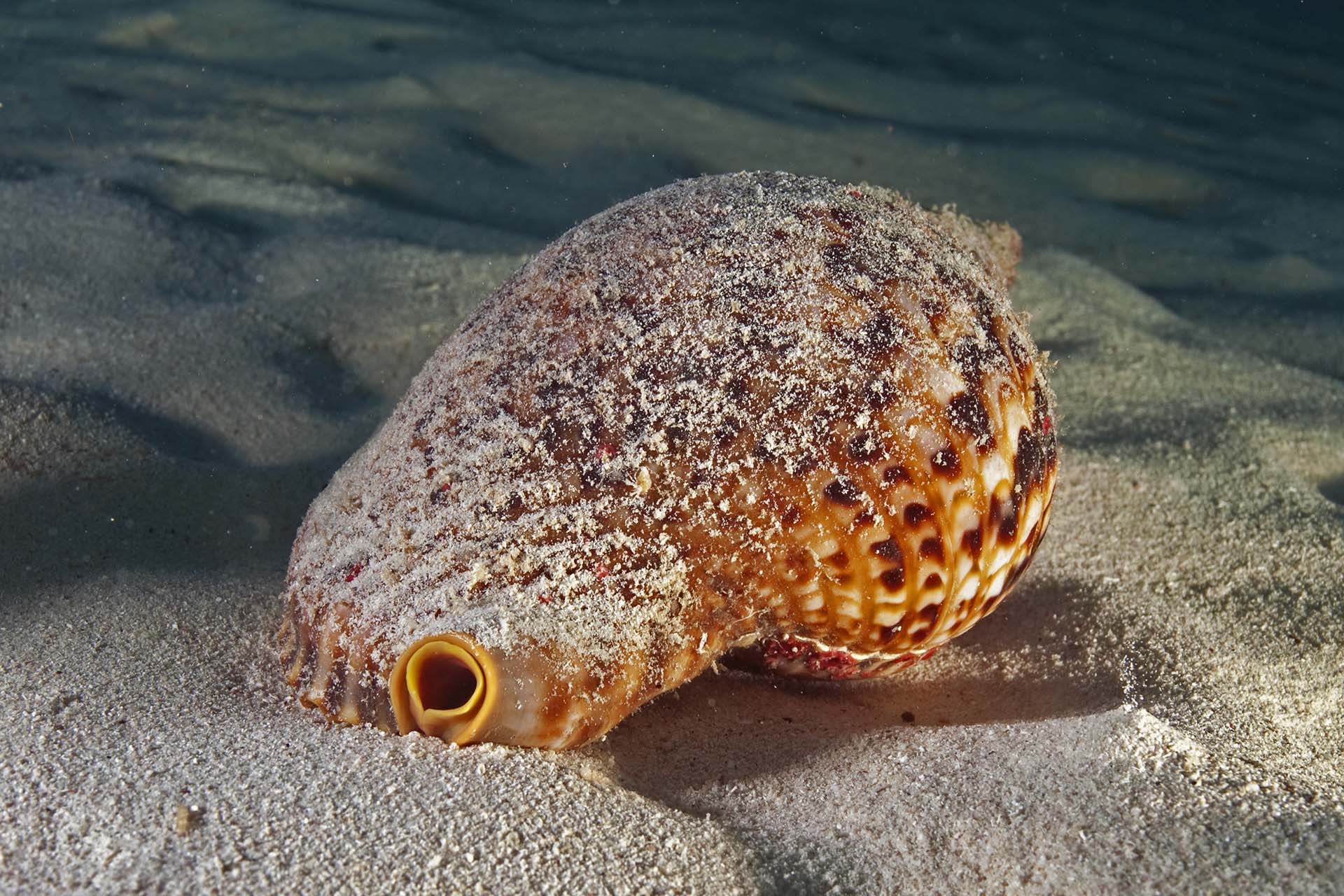 Charonia variegata
