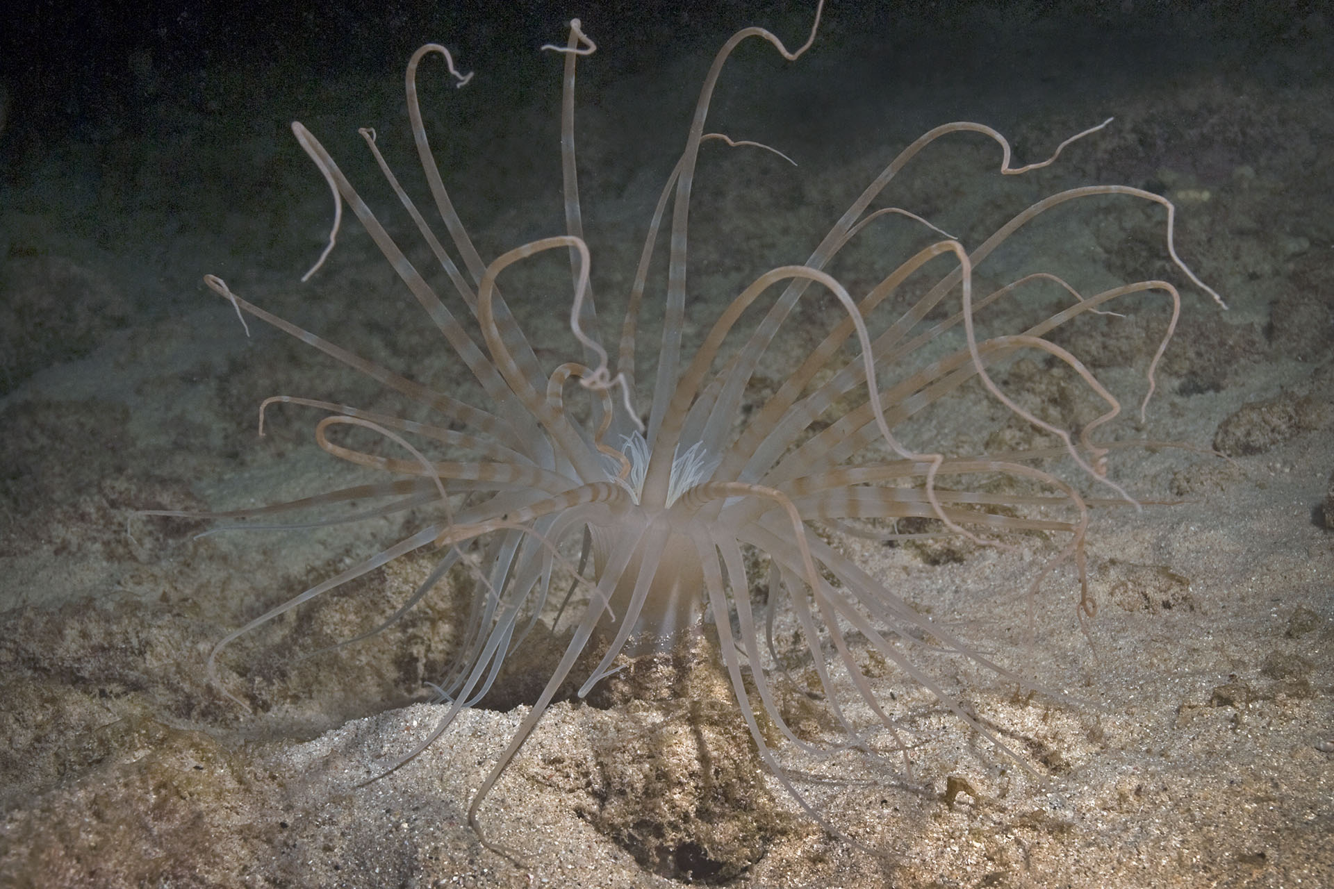 Isarachnanthus nocturnus
