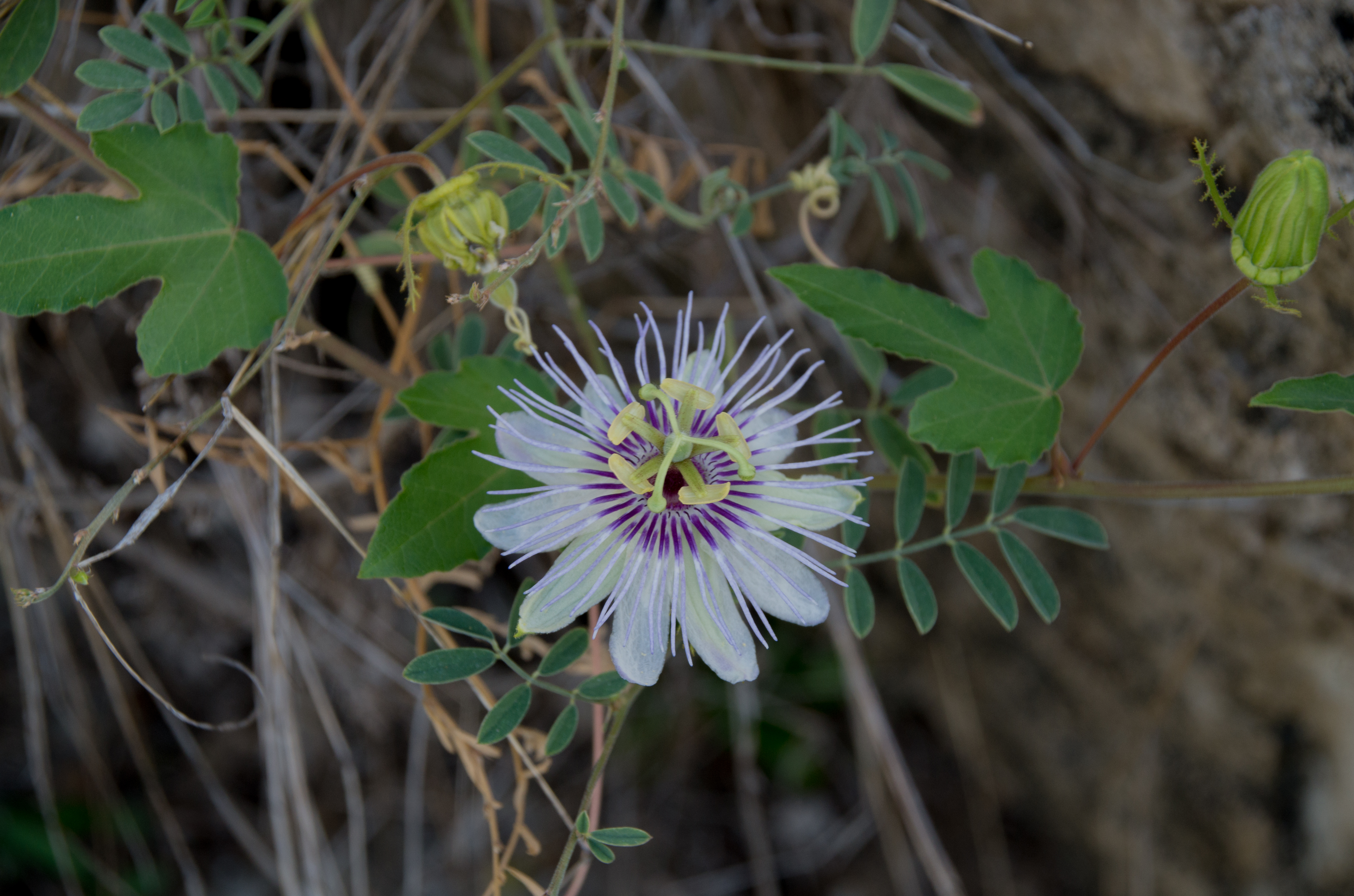 Passiflora foetida