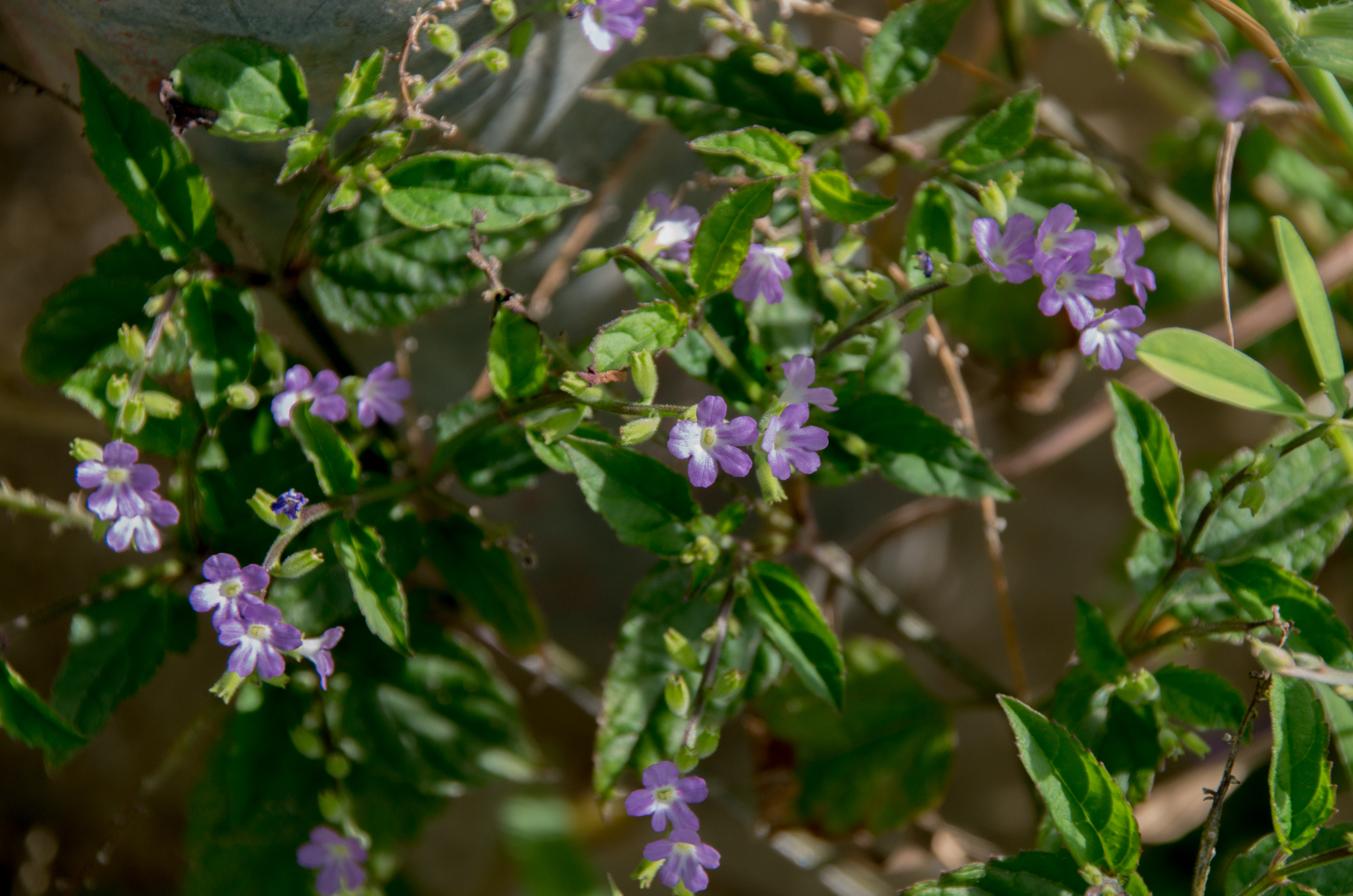 Priva lappulacea