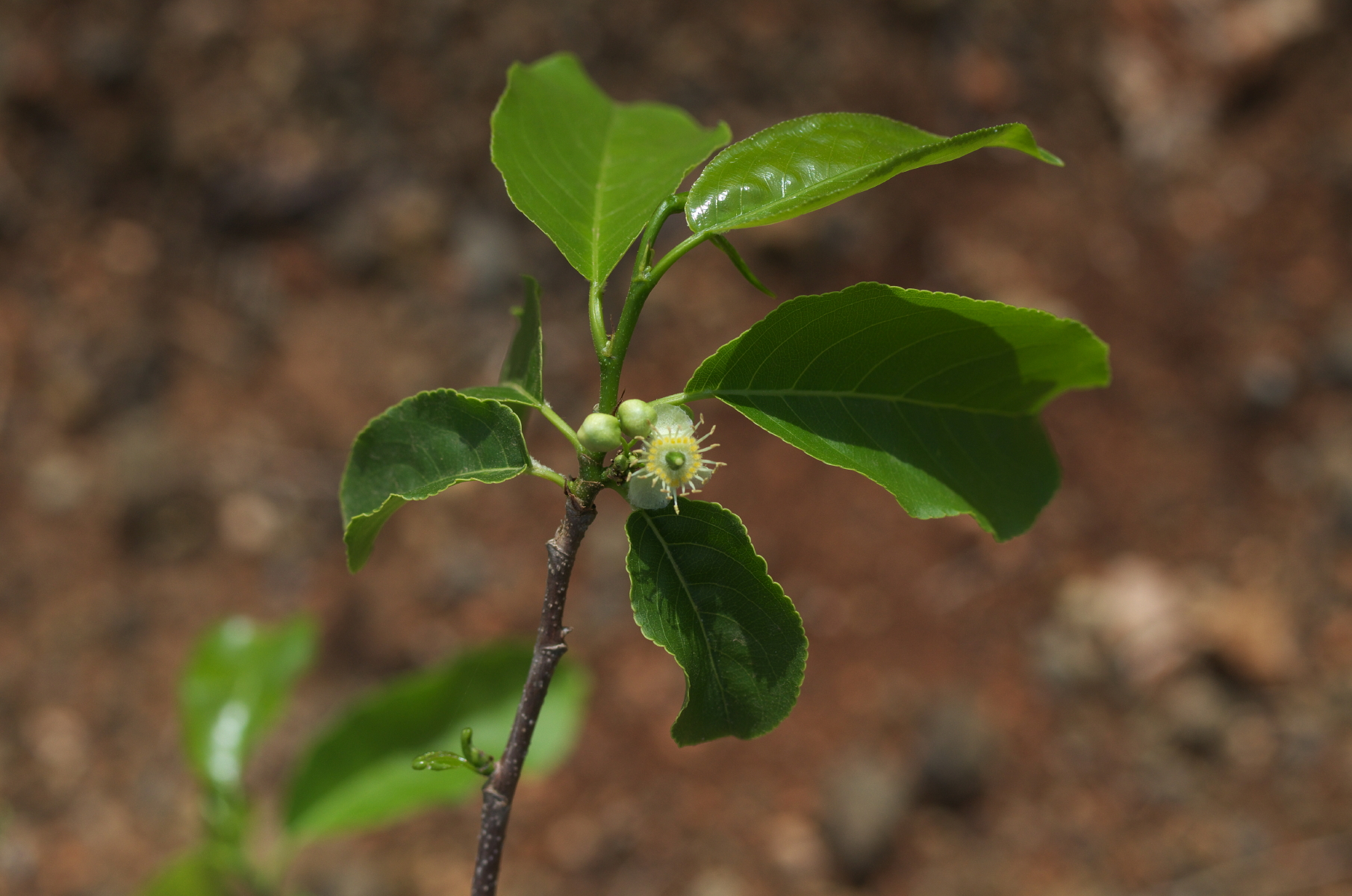 Casearia tremula