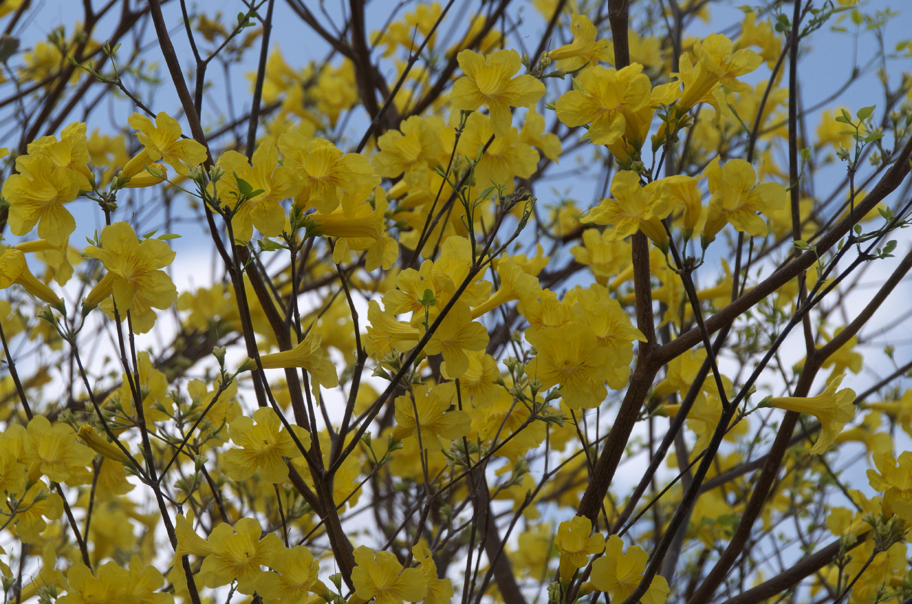 Handroanthus billbergii