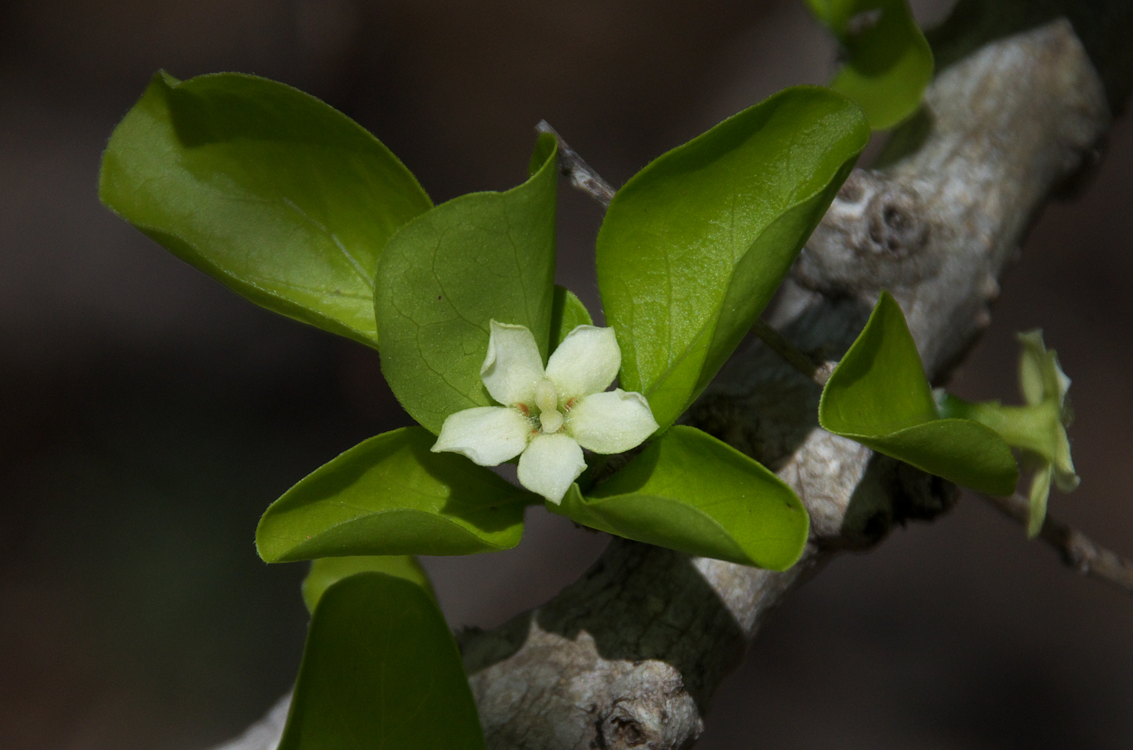 Randia aculeata