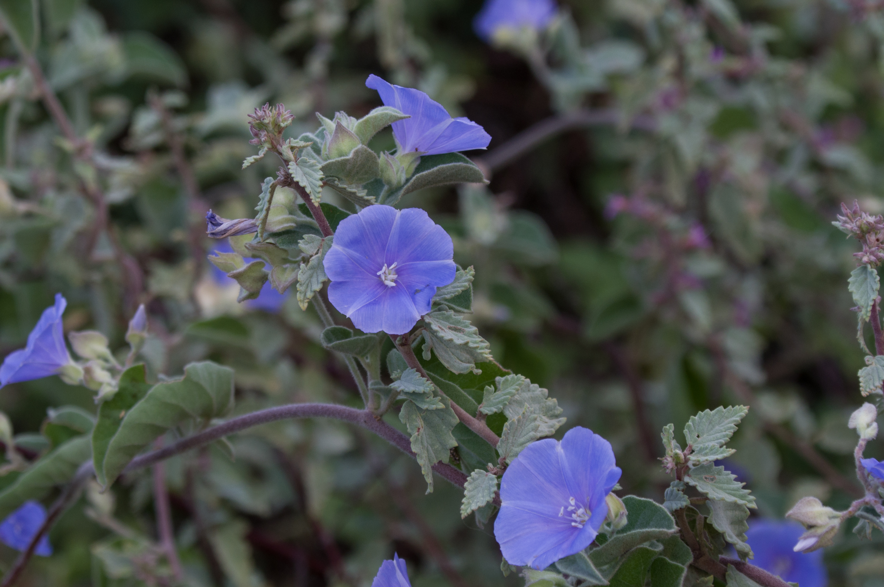 Jacquemontia evolvuloides