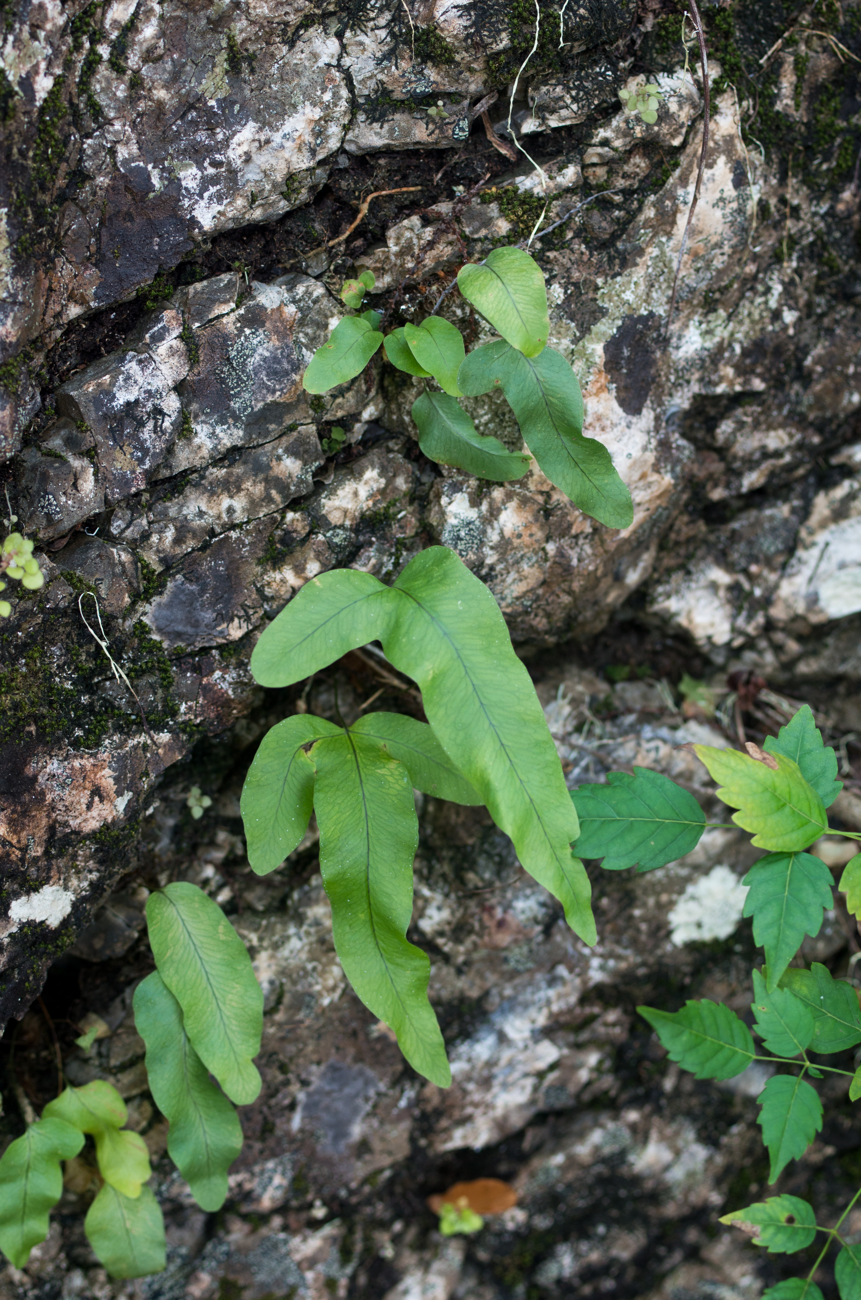 Phlebodium aureum