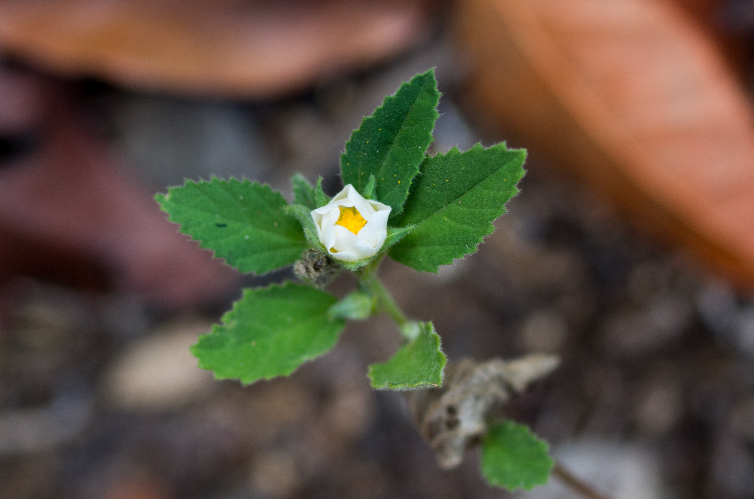 Sida jamaicensis