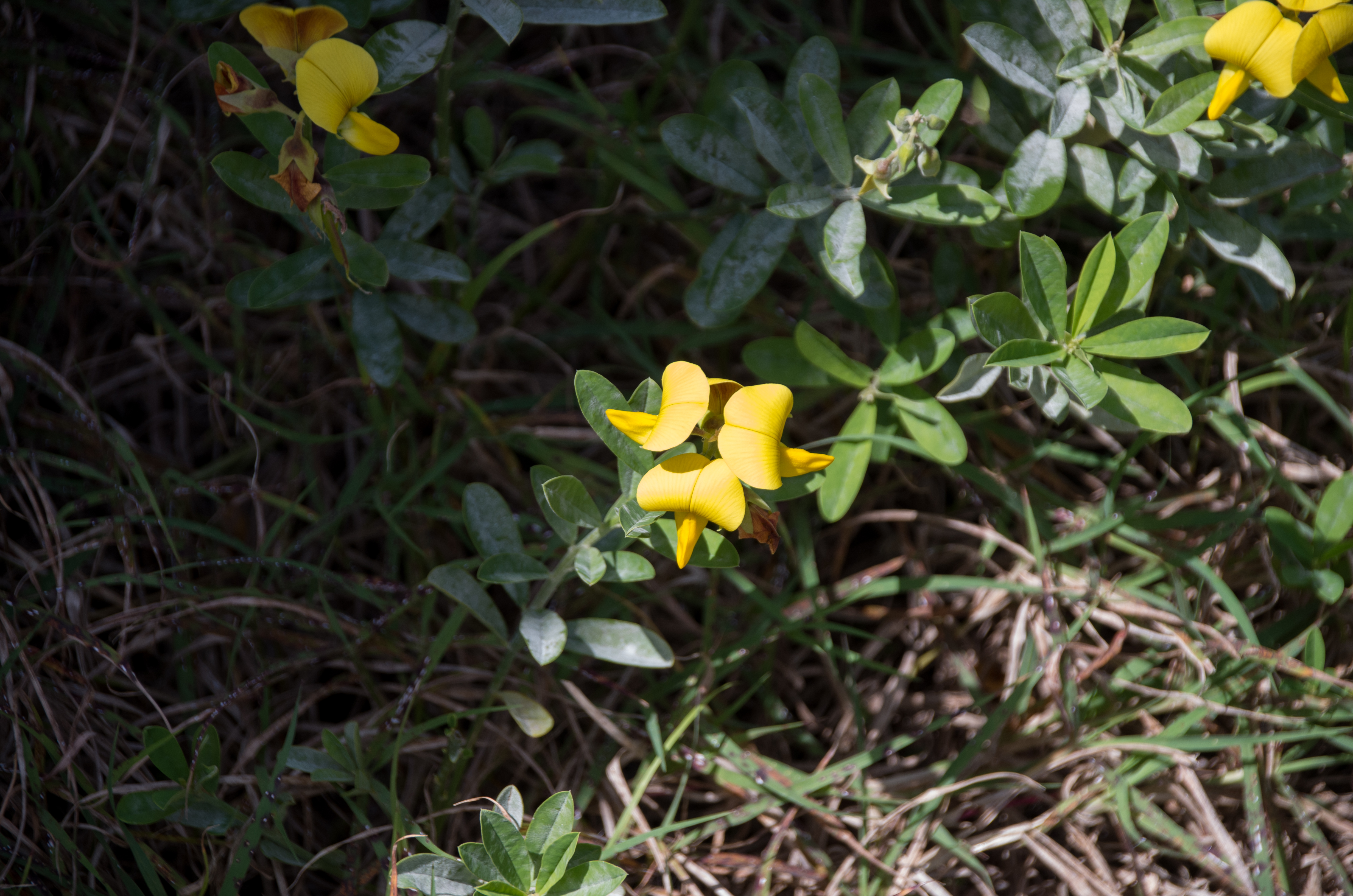 Crotalaria retusa