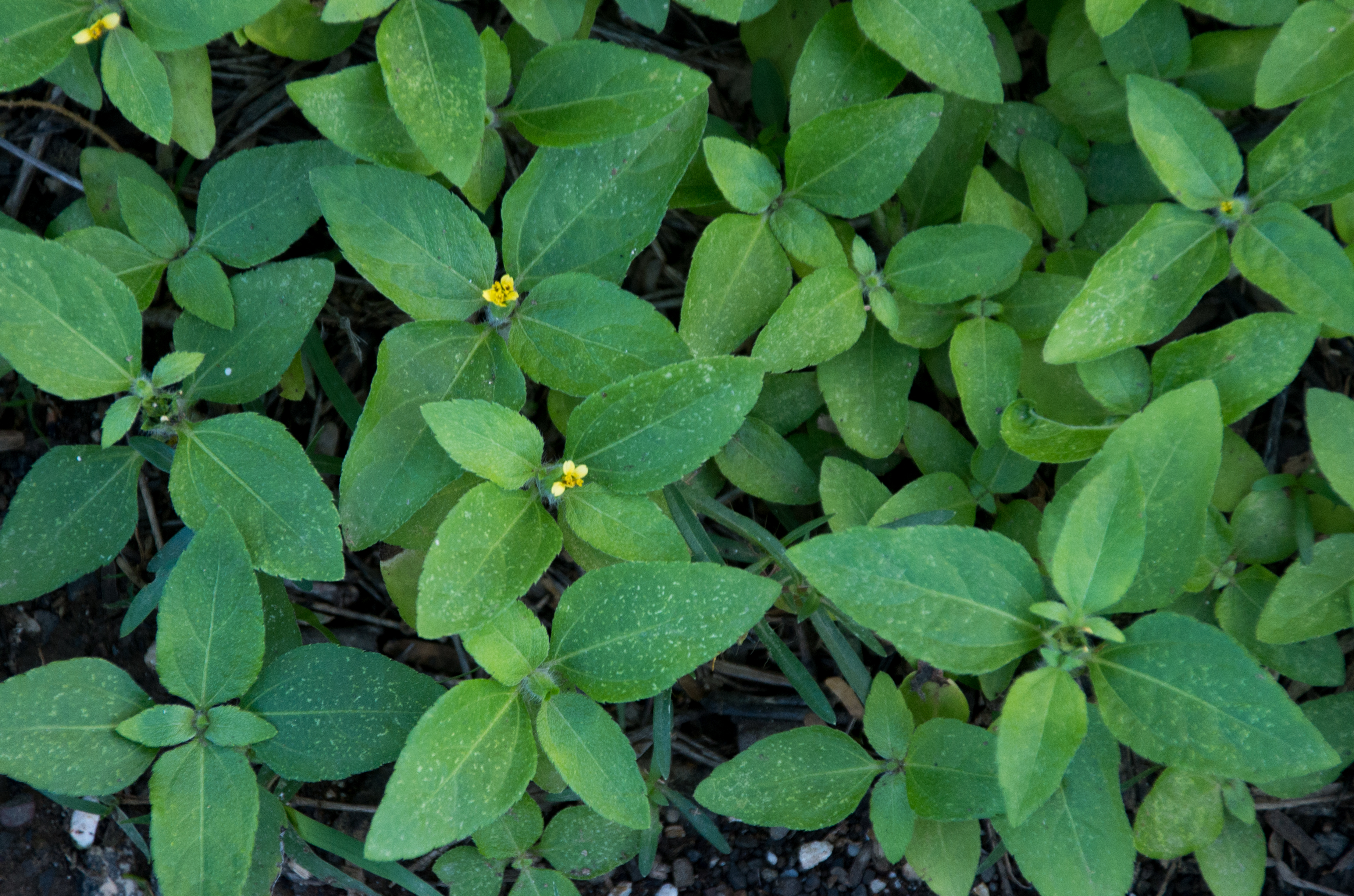 Synedrella nodiflora