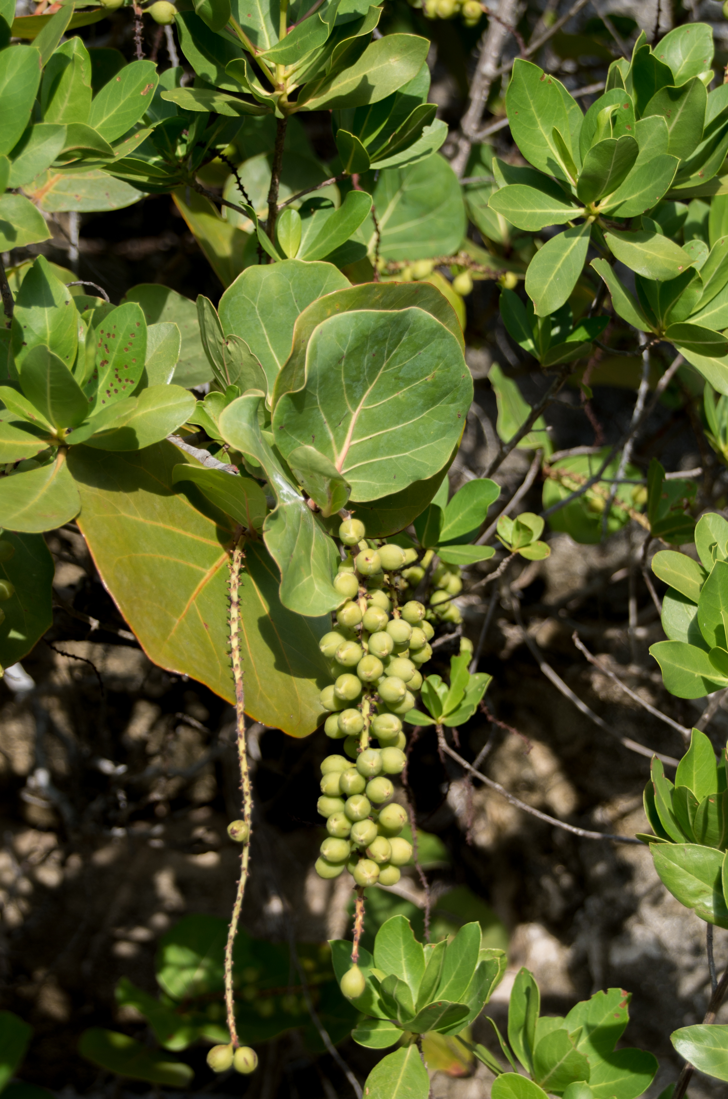 Coccoloba uvifera
