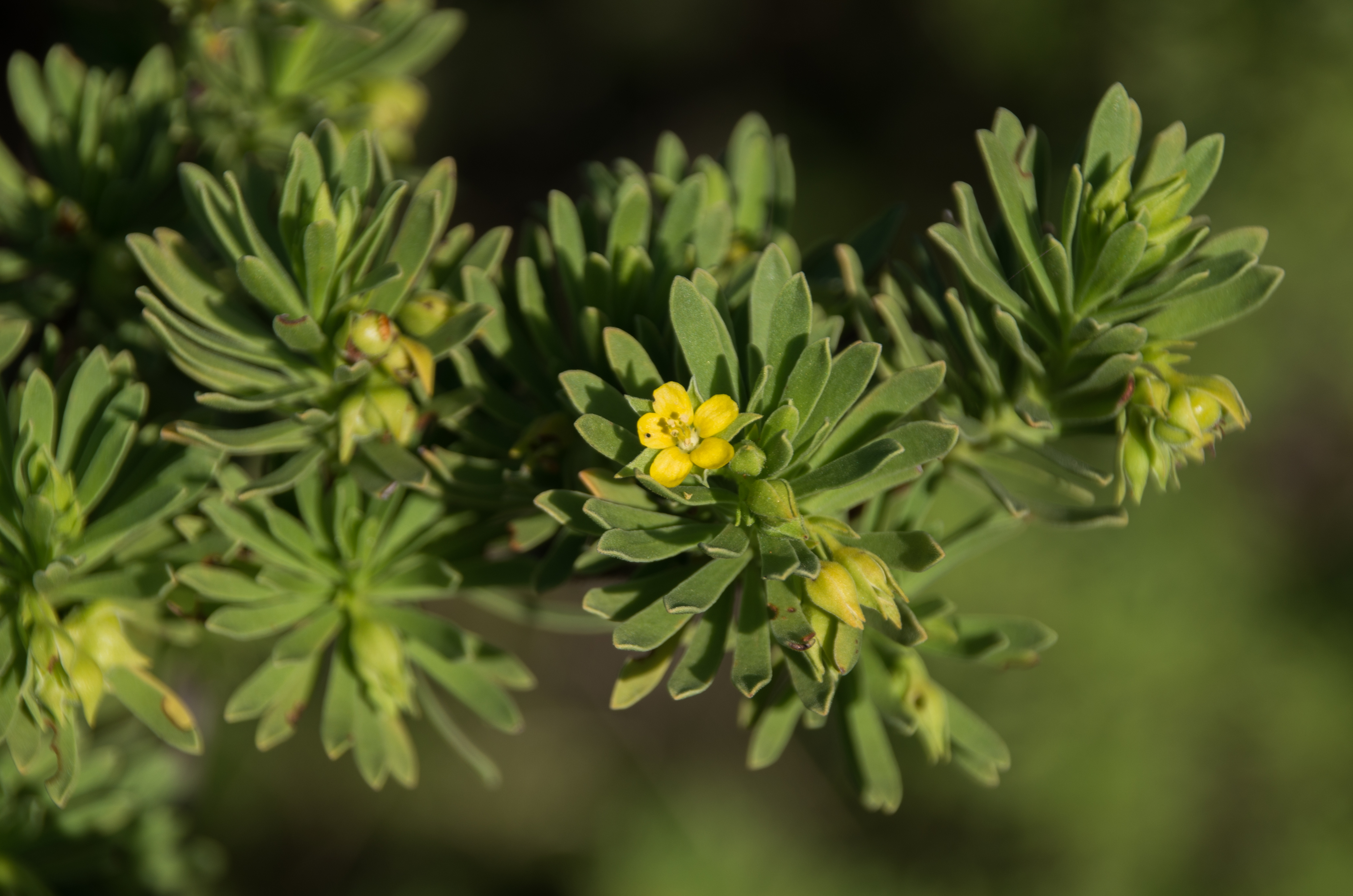 Suriana maritima