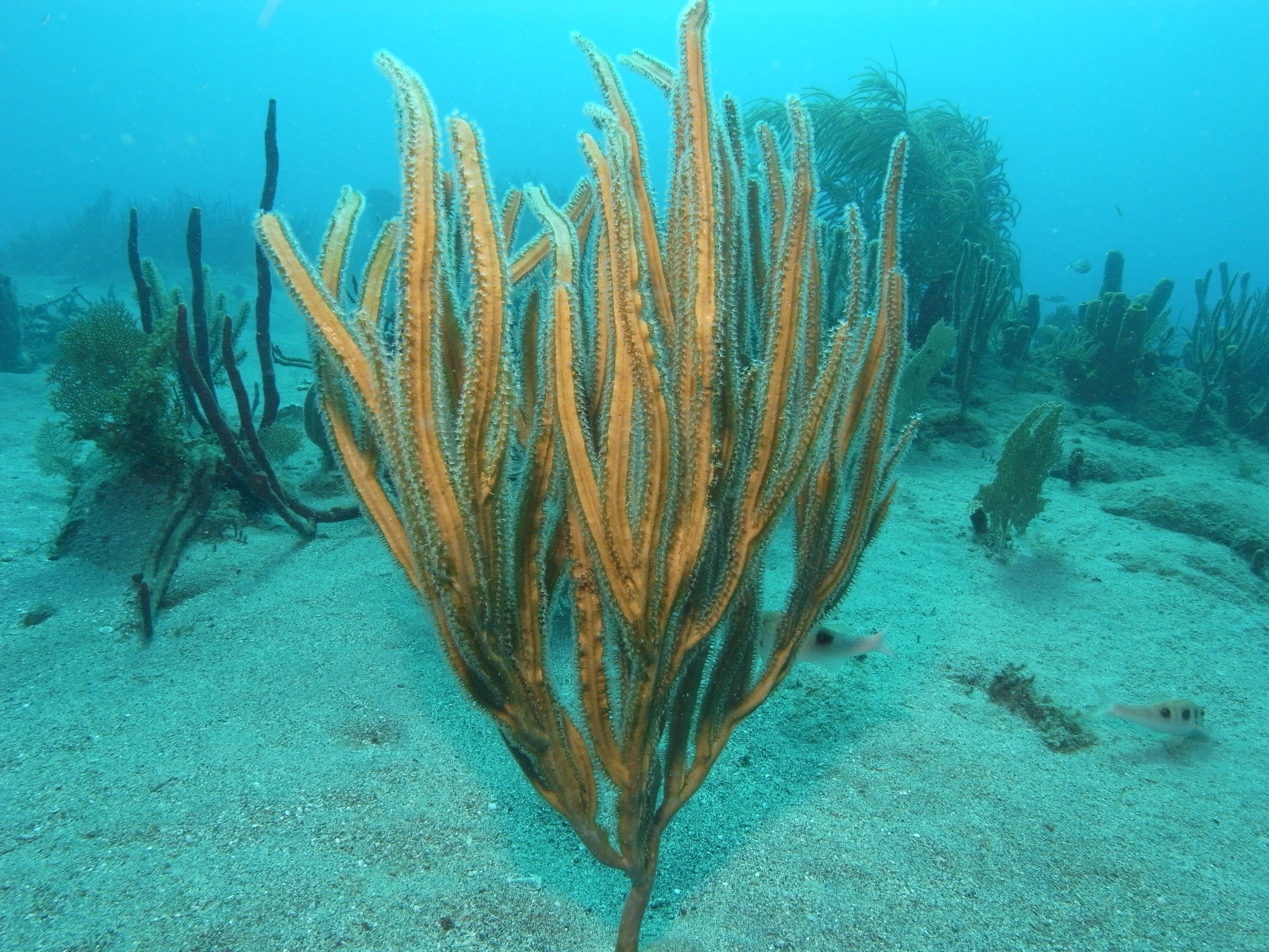 Pterogorgia anceps