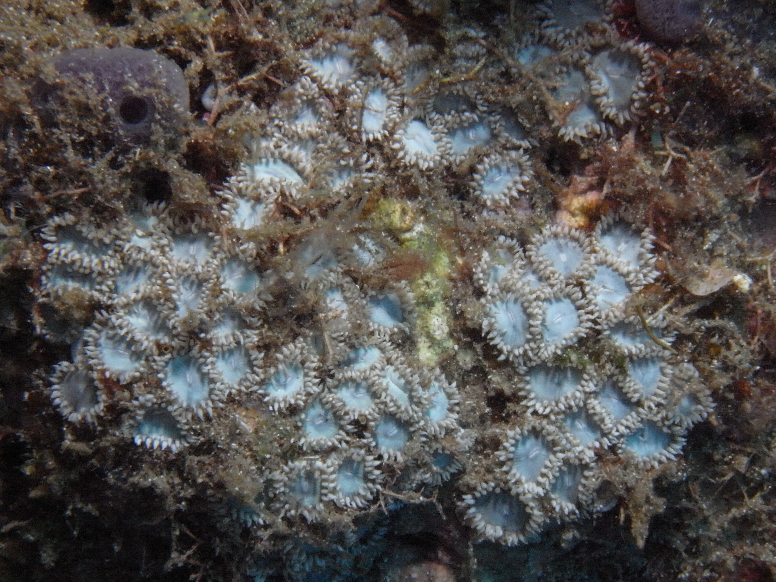Zoanthus pulchellus