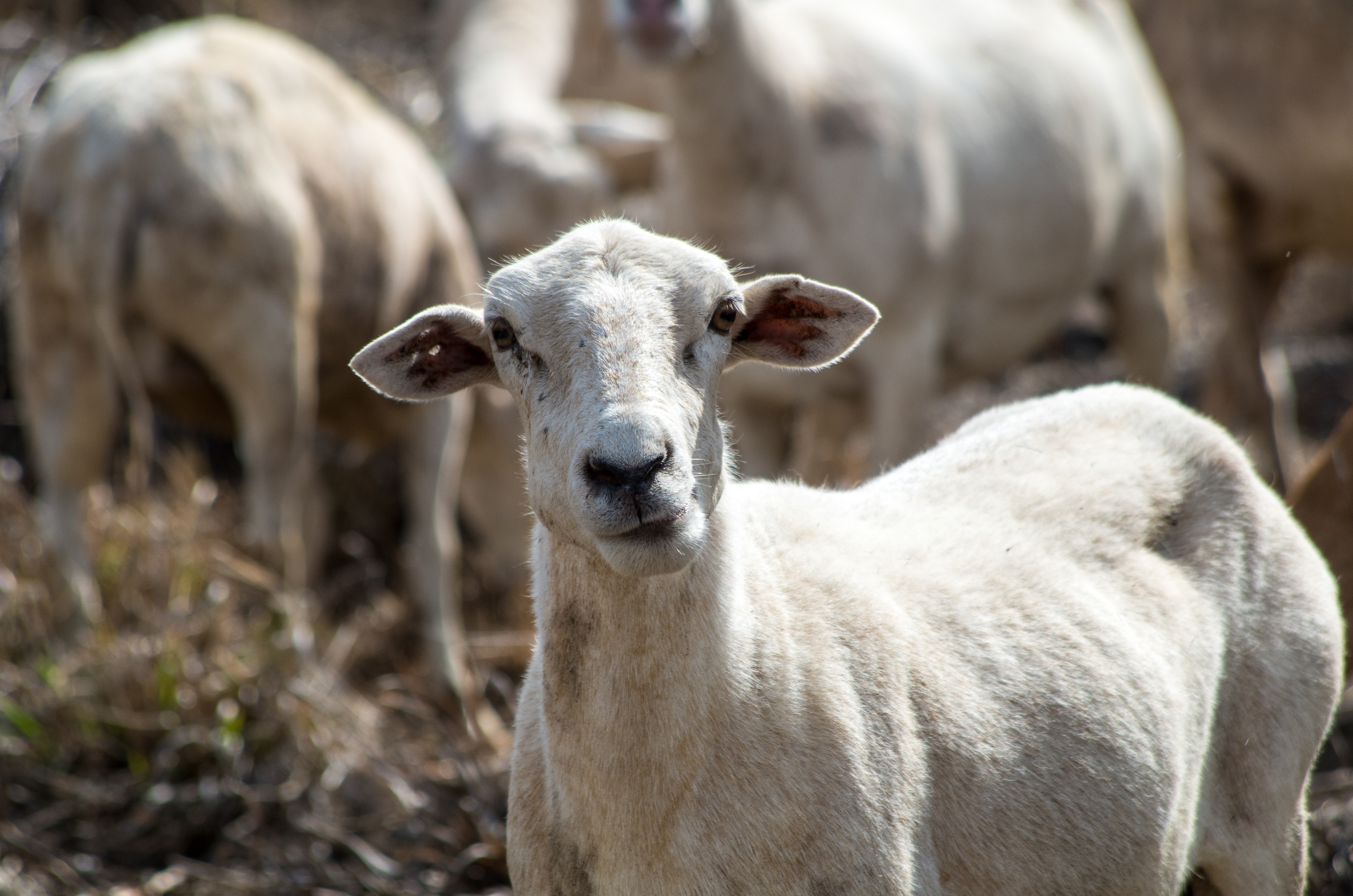 Ovis aries