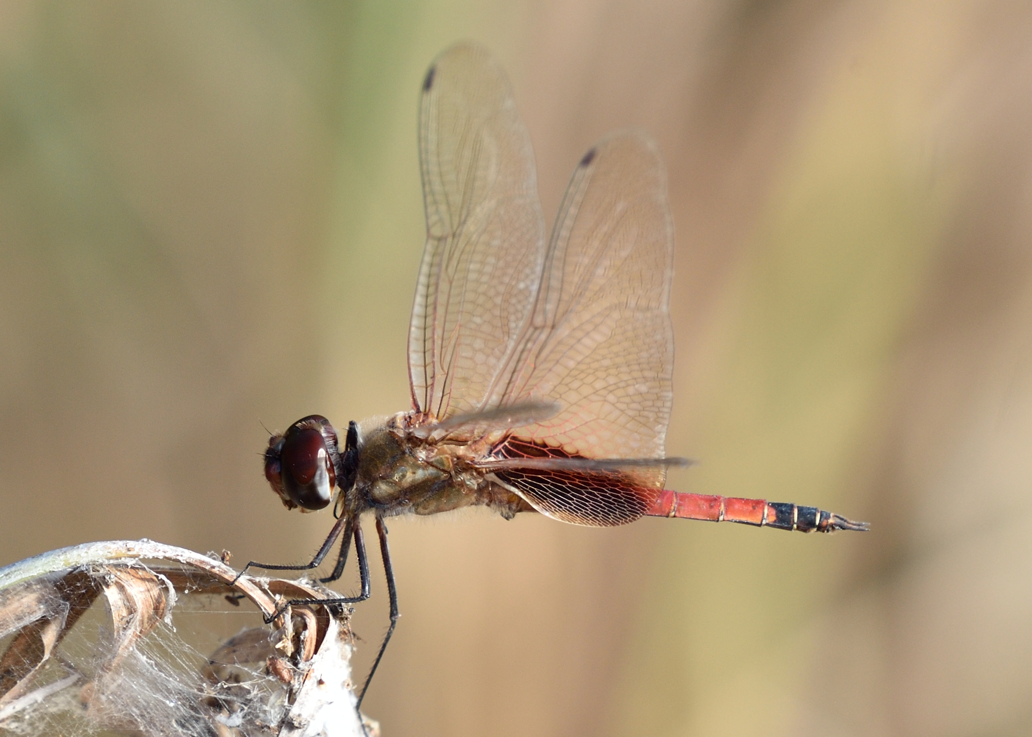 Tramea calverti