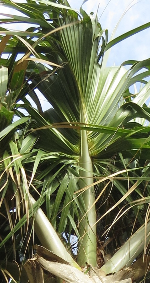 Sabal antillensis