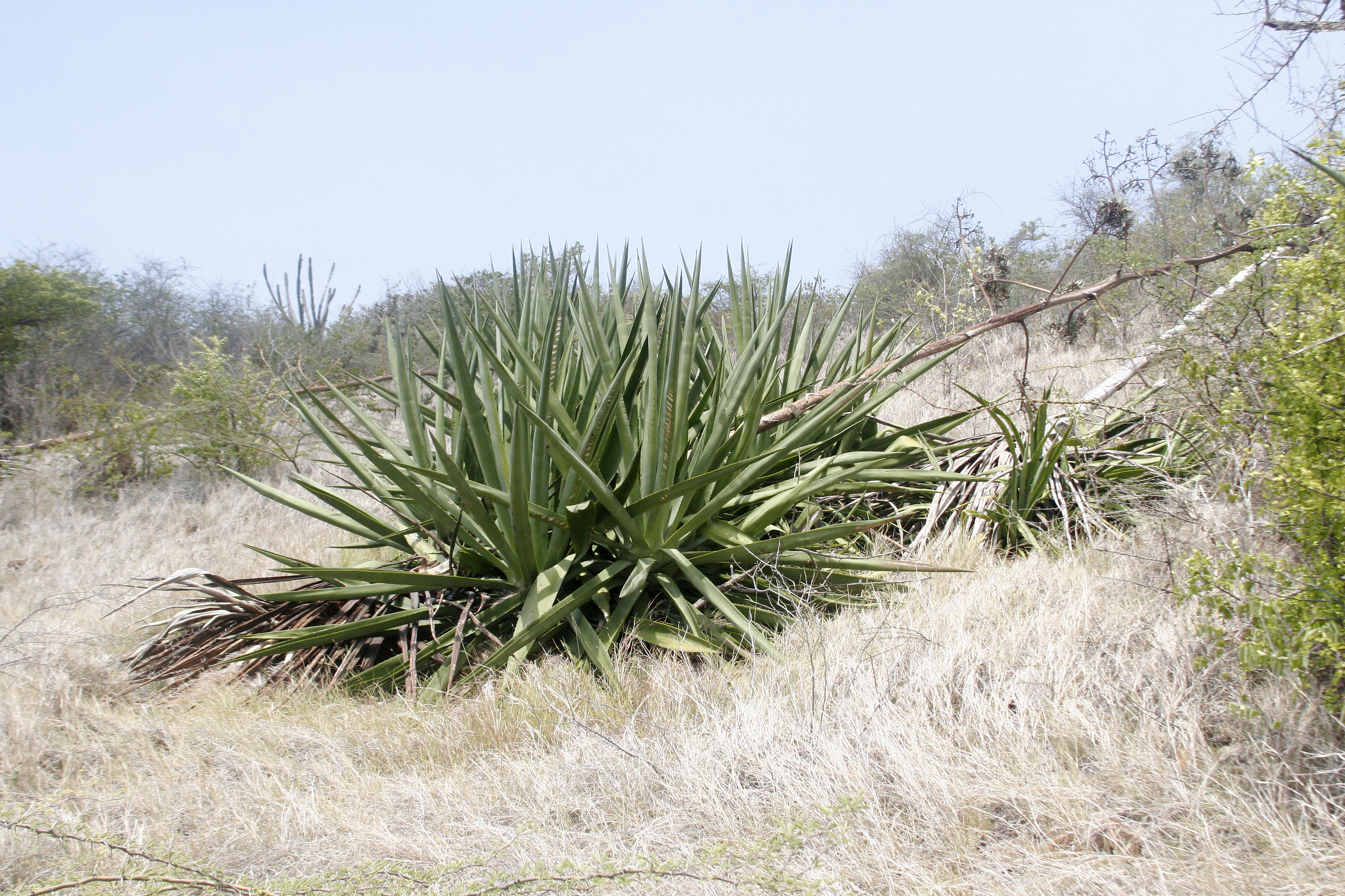 Agave sisalana