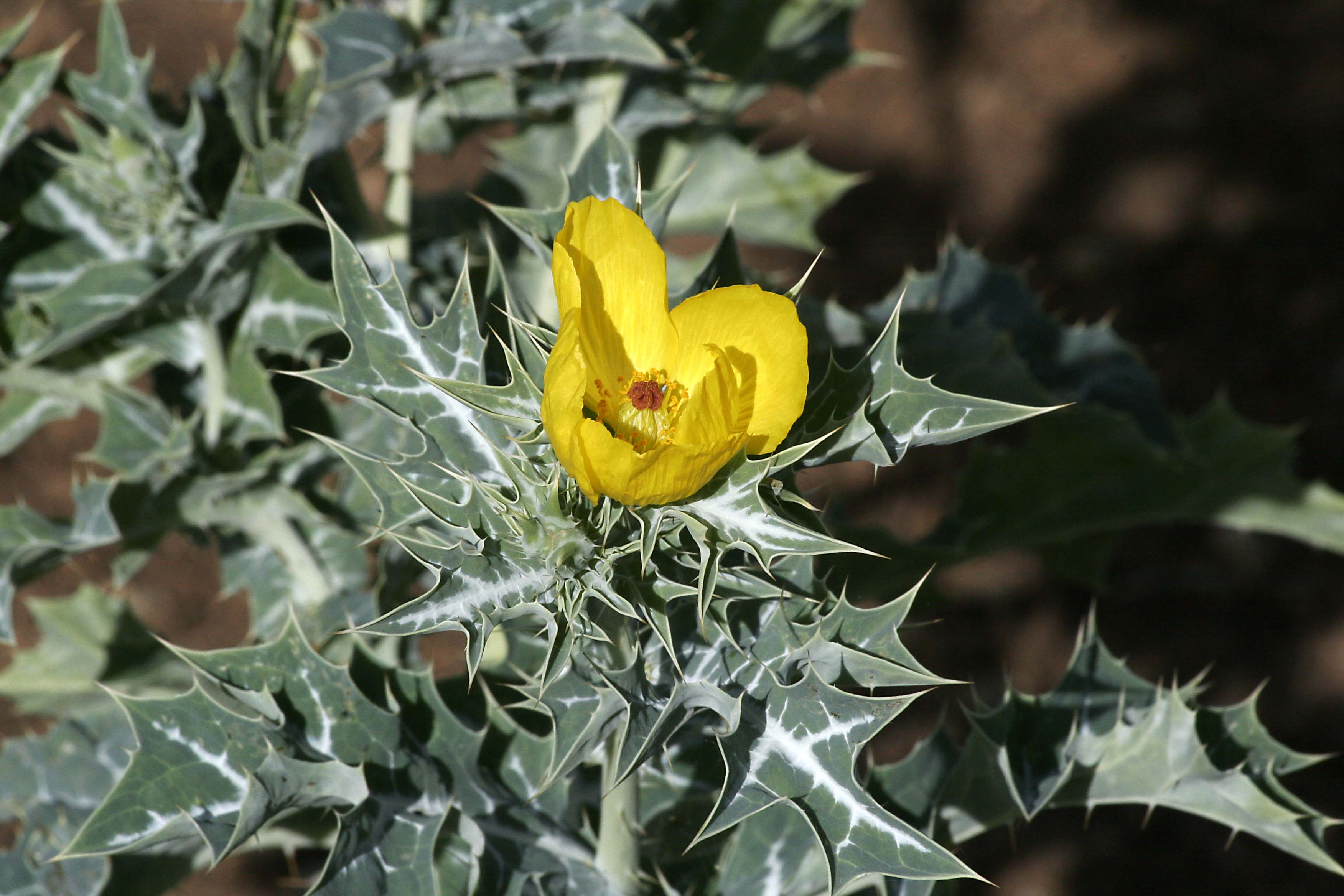 Argemone mexicana