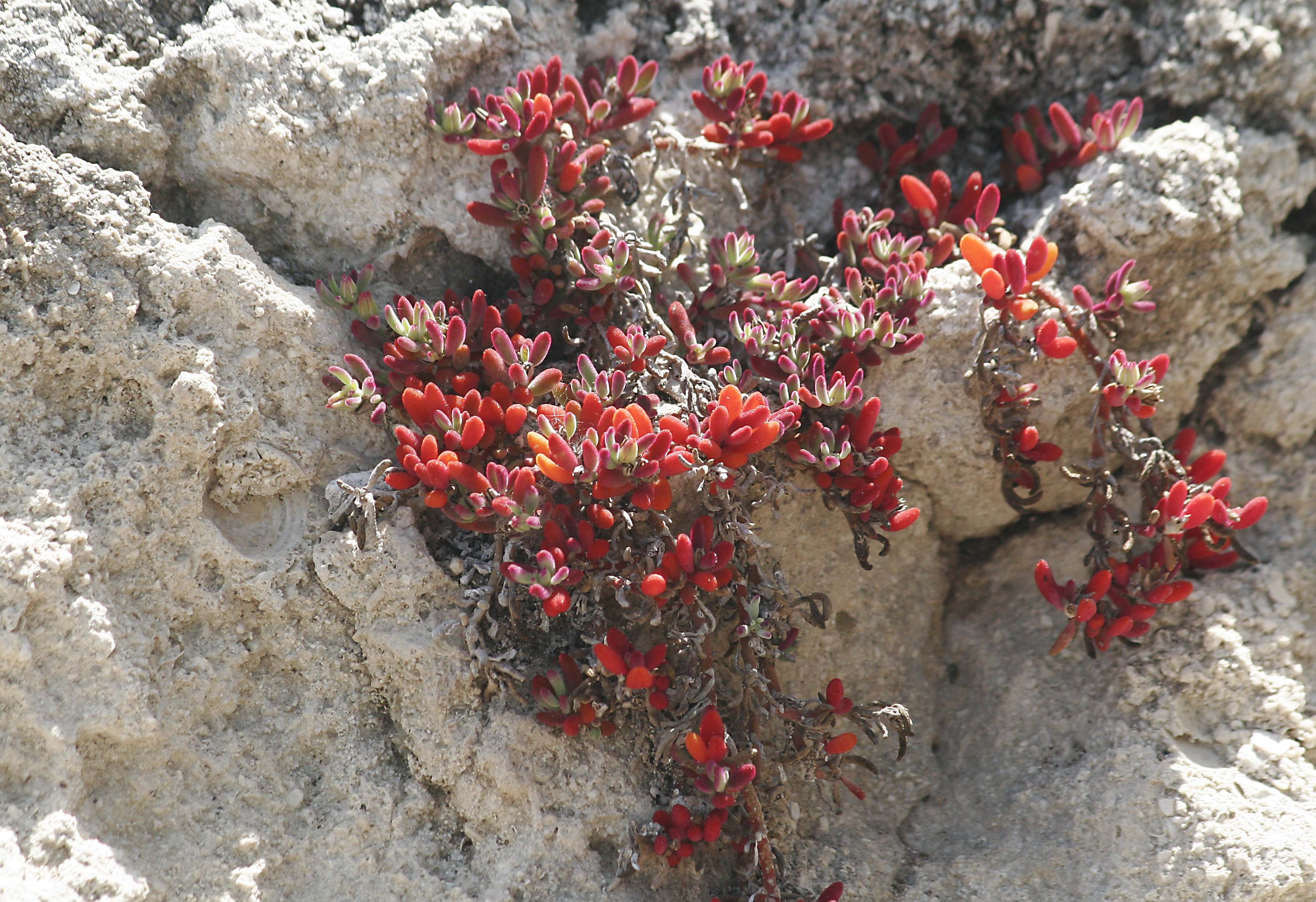 Sesuvium portulacastrum