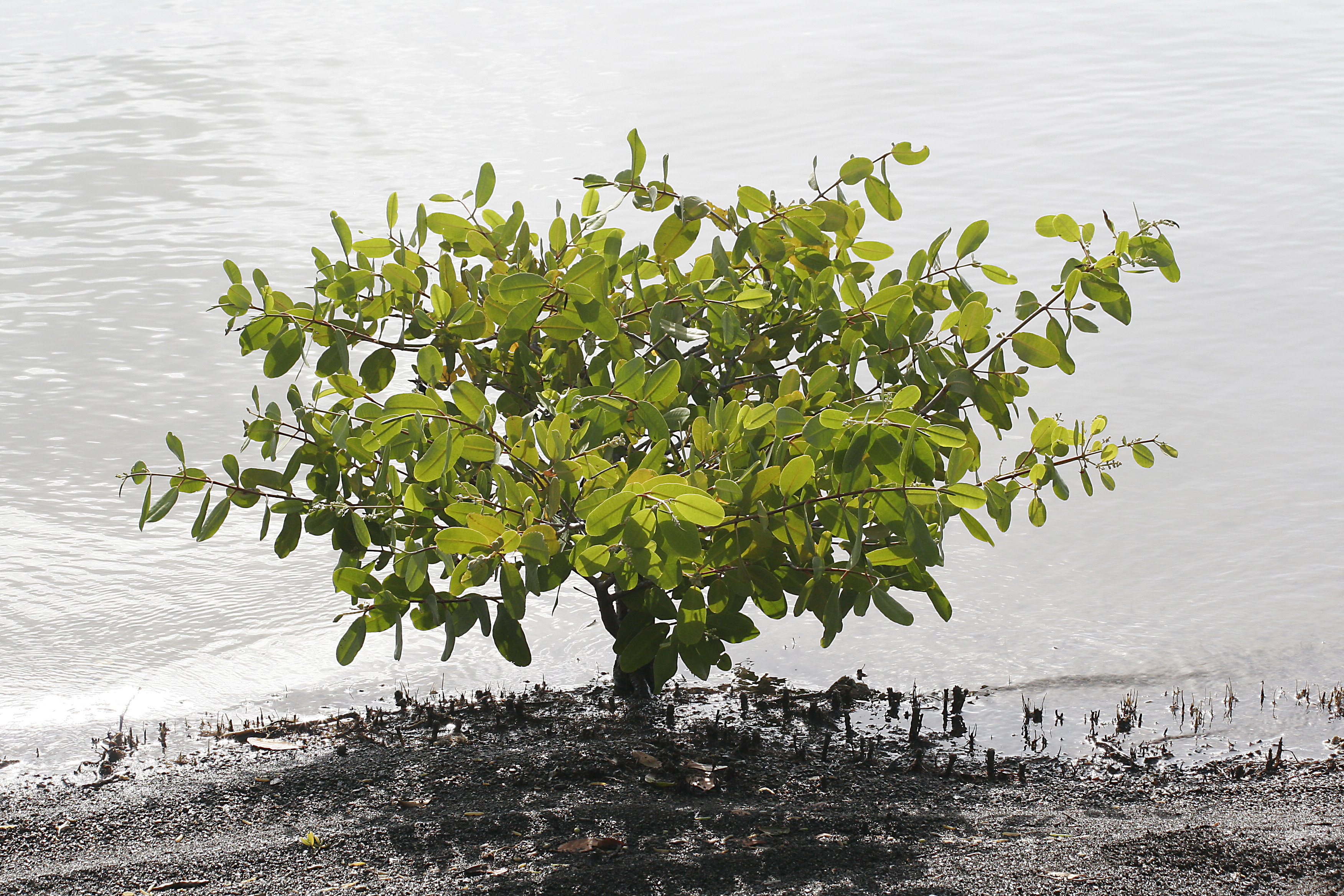 Laguncularia racemosa