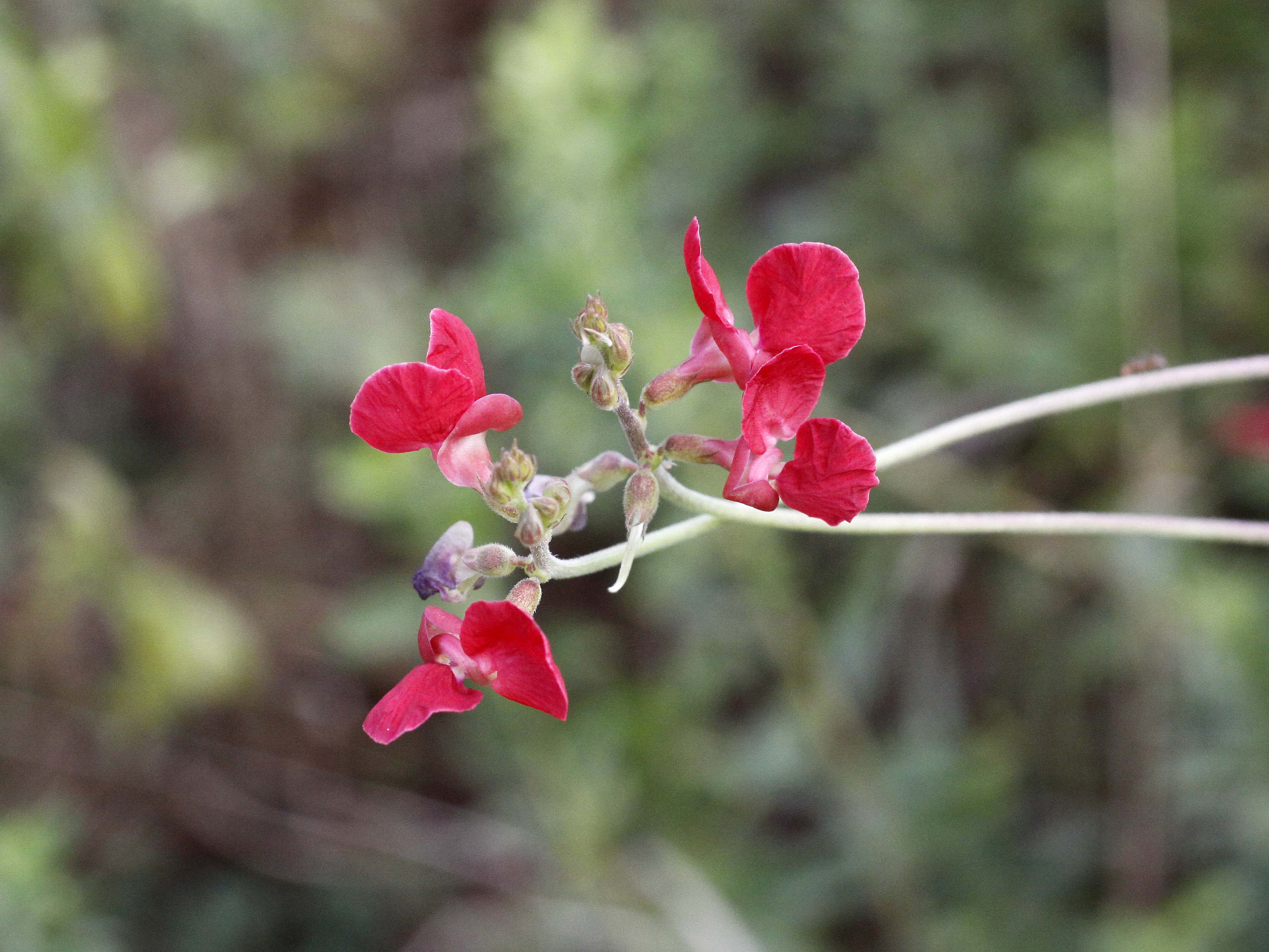 Macroptilium gracile