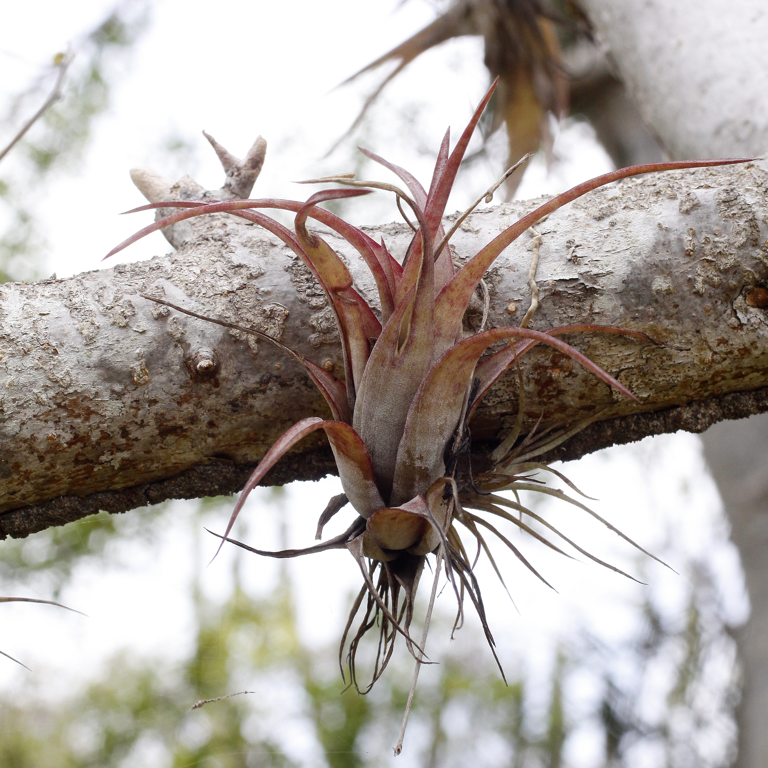 Tillandsia flexuosa