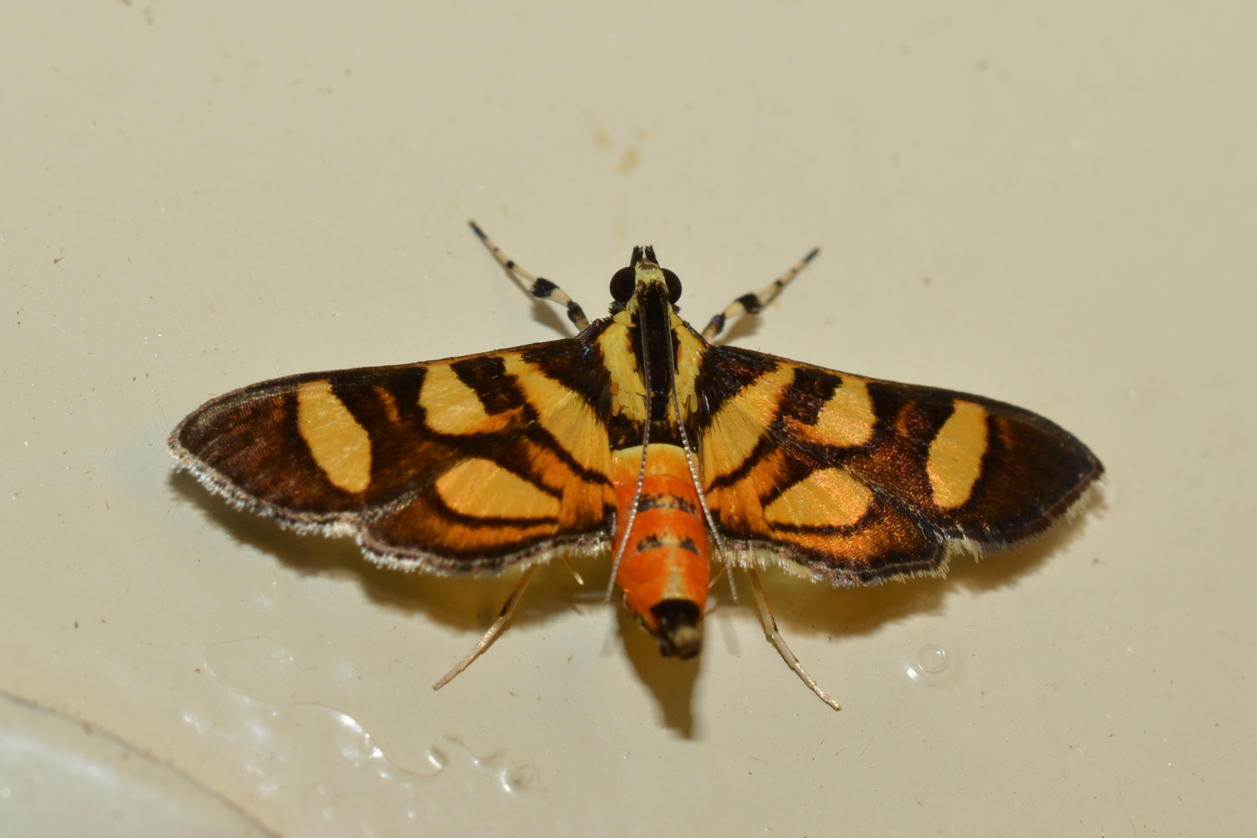 Syngamia florella