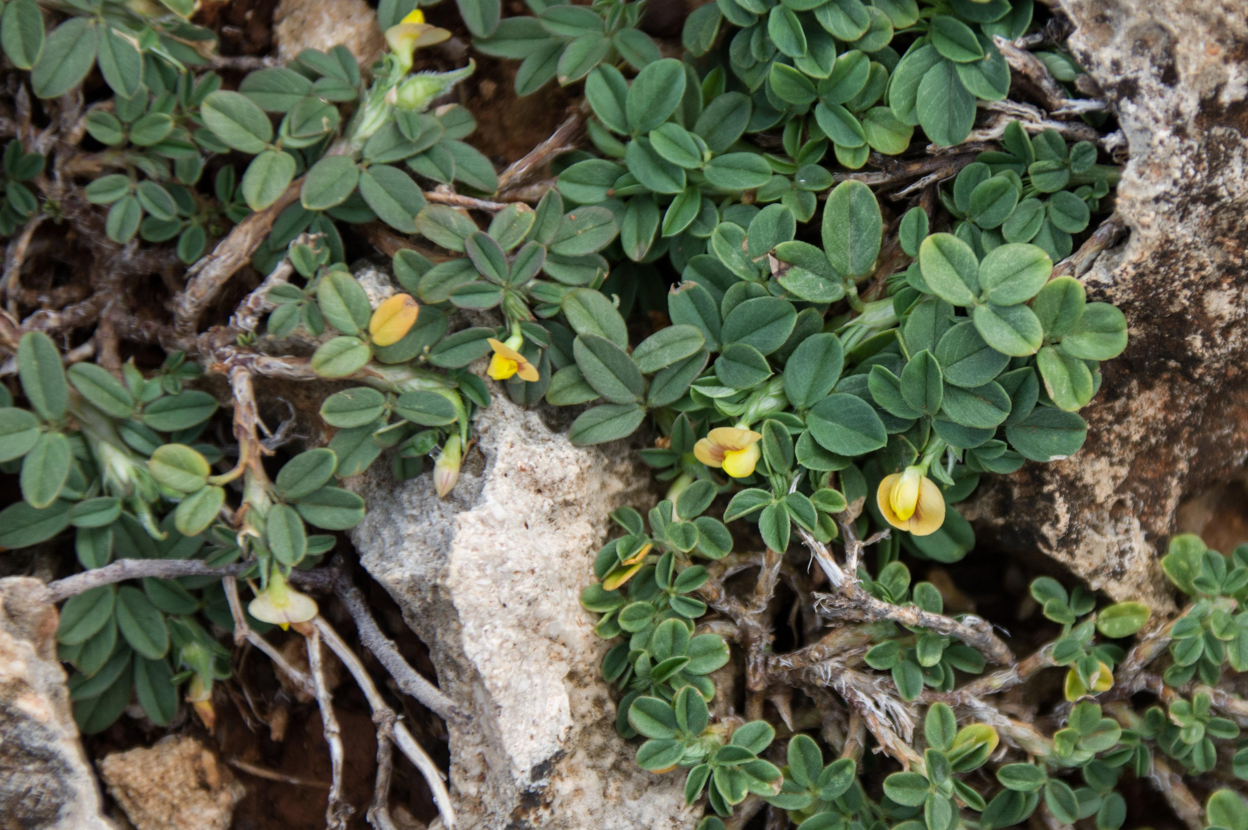 Stylosanthes hamata