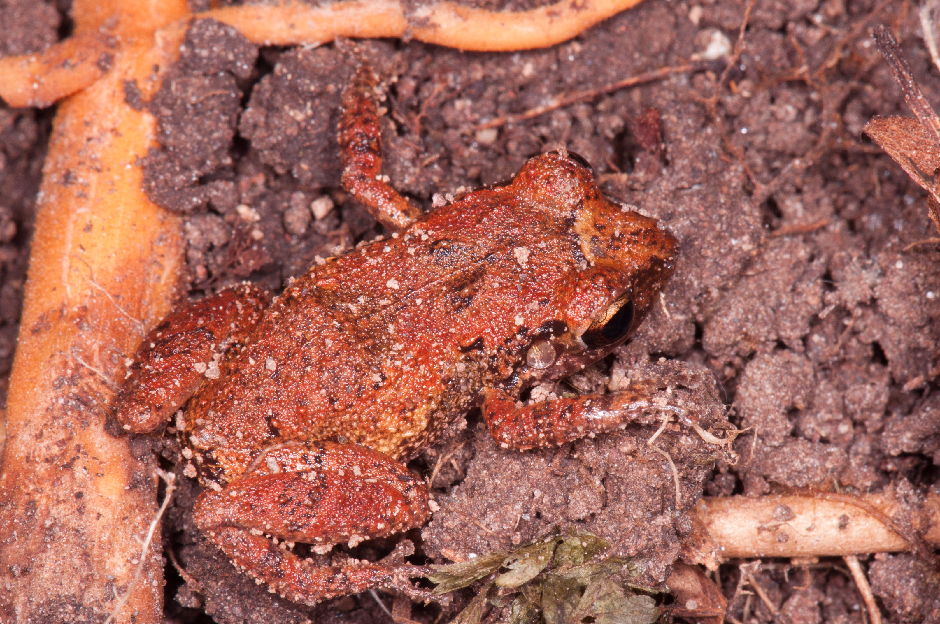 Species photo 9