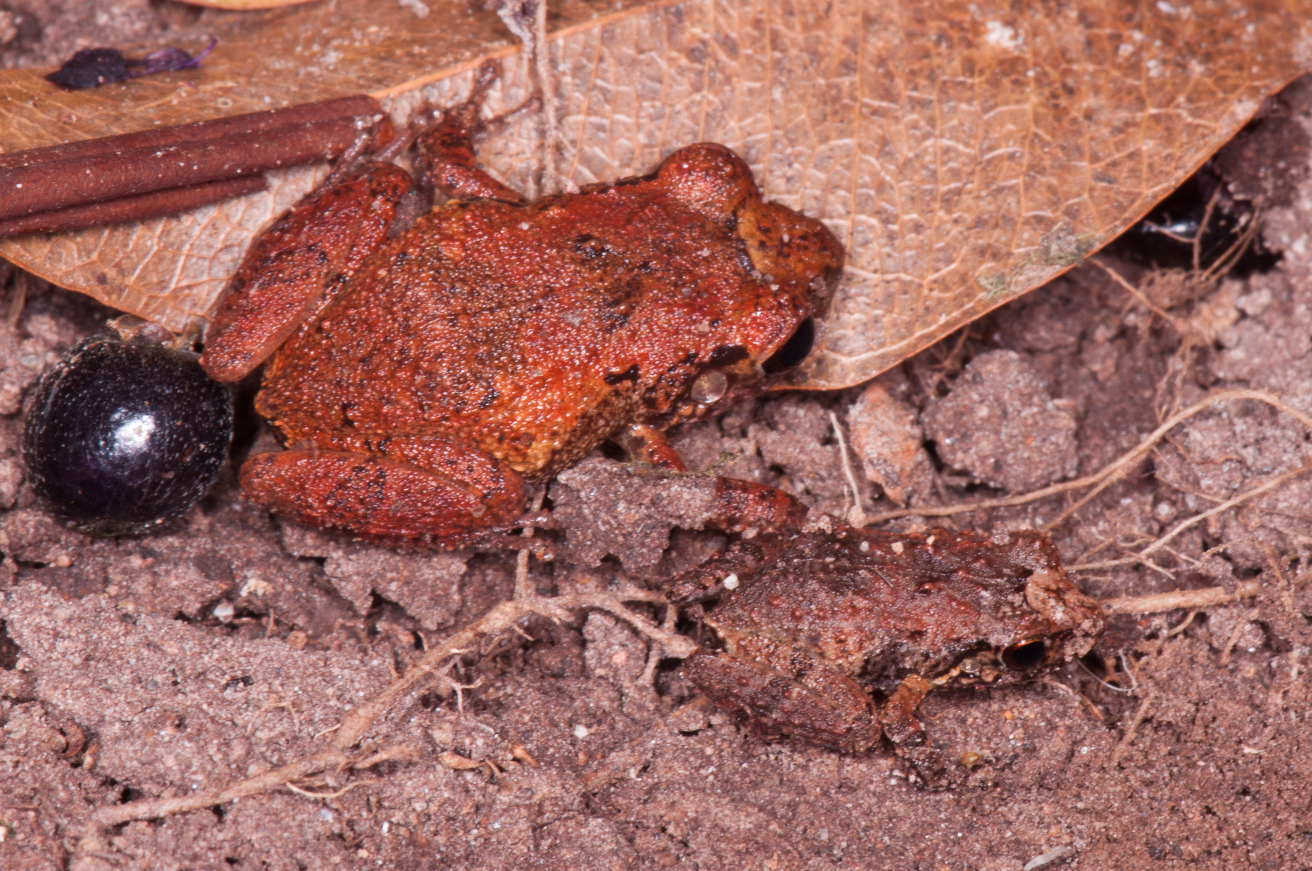 Species photo 7