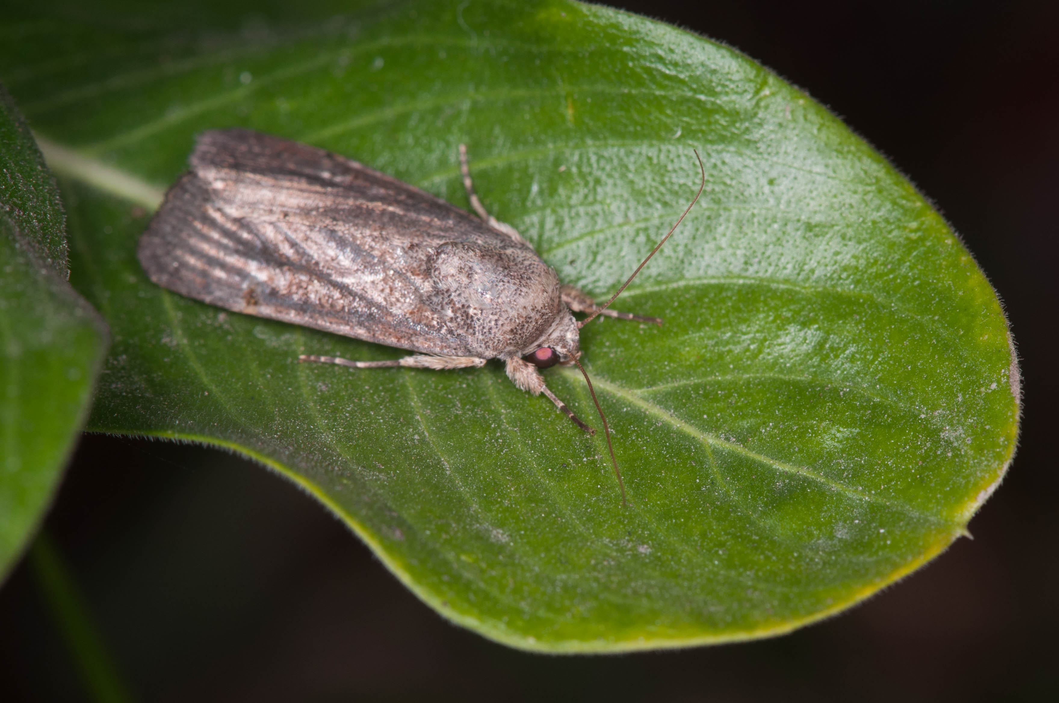 Spodoptera frugiperda
