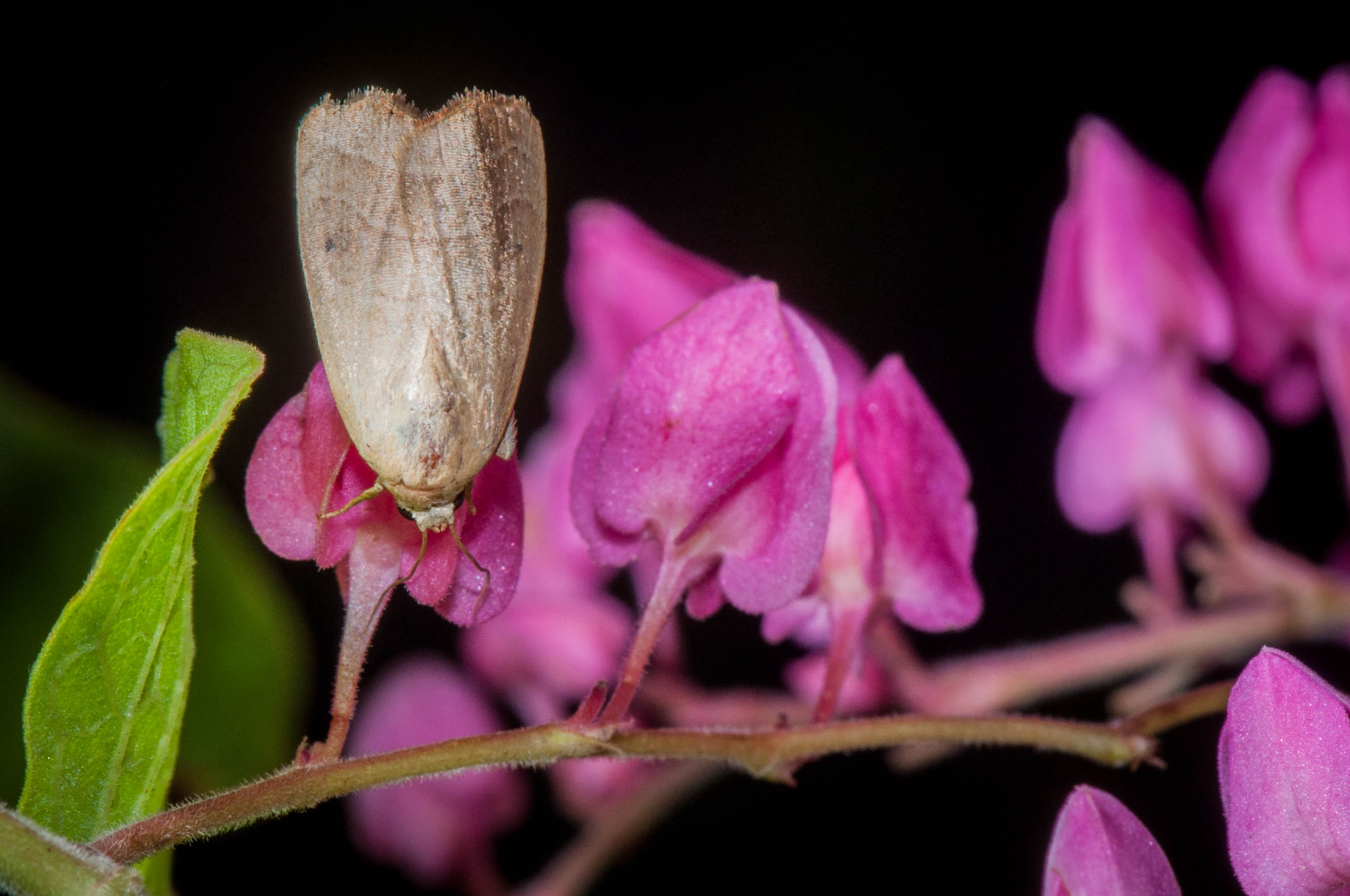 Bagisara repanda
