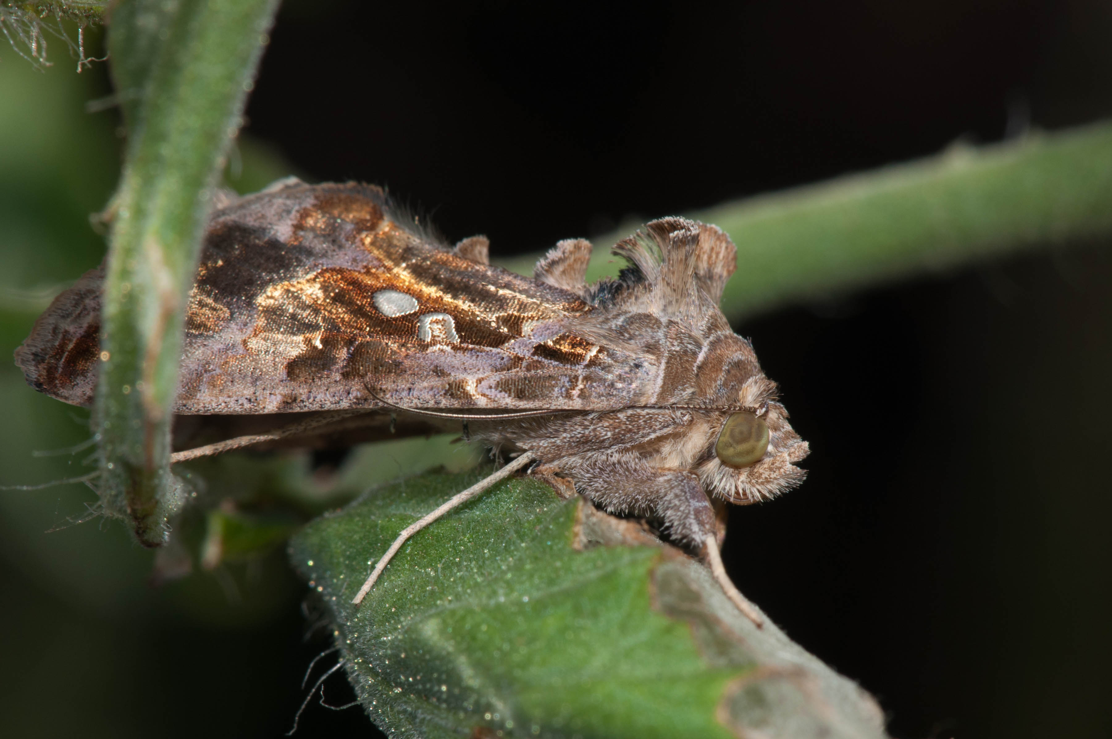 Chrysodeixis includens