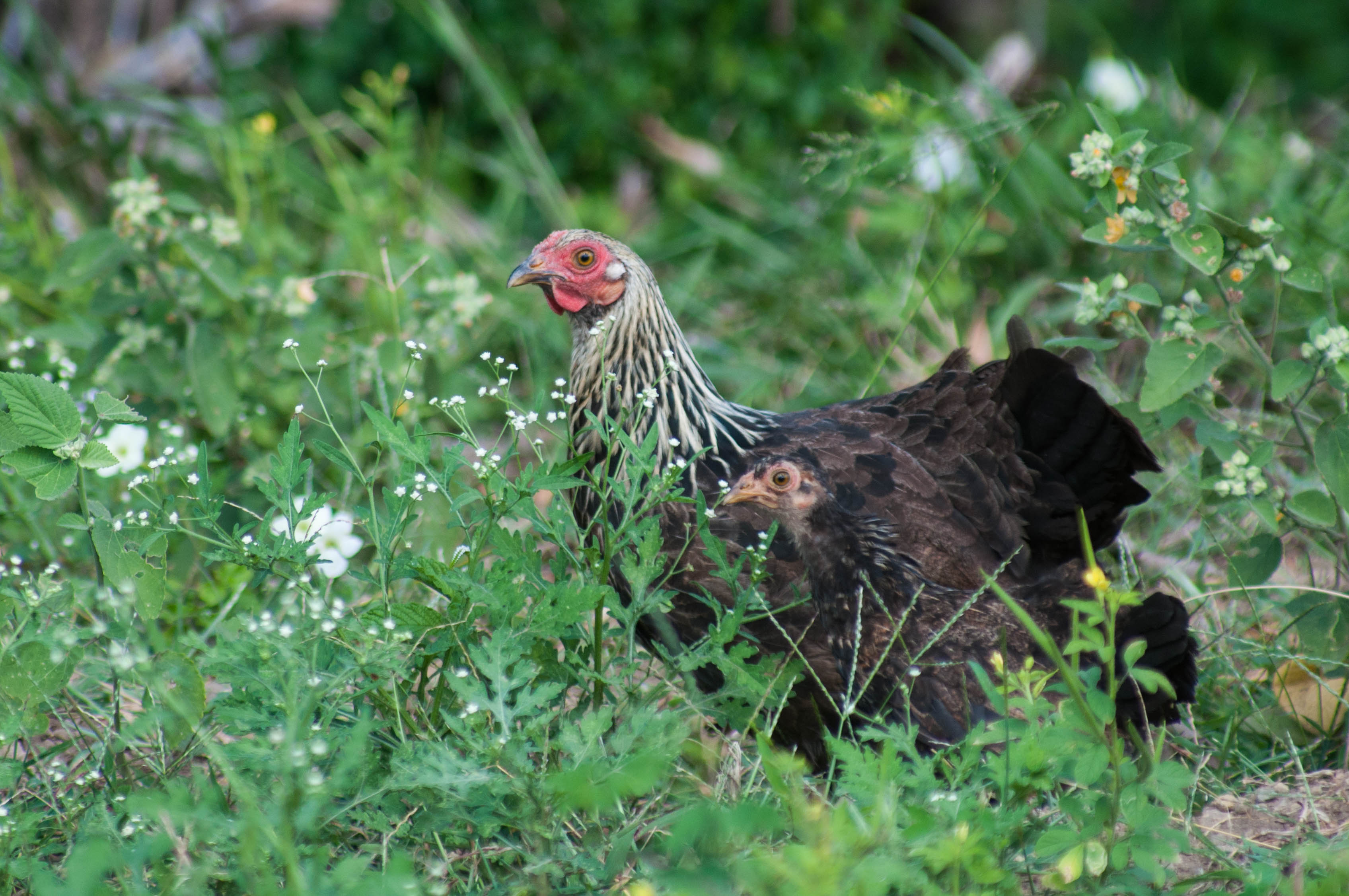 Gallus gallus
