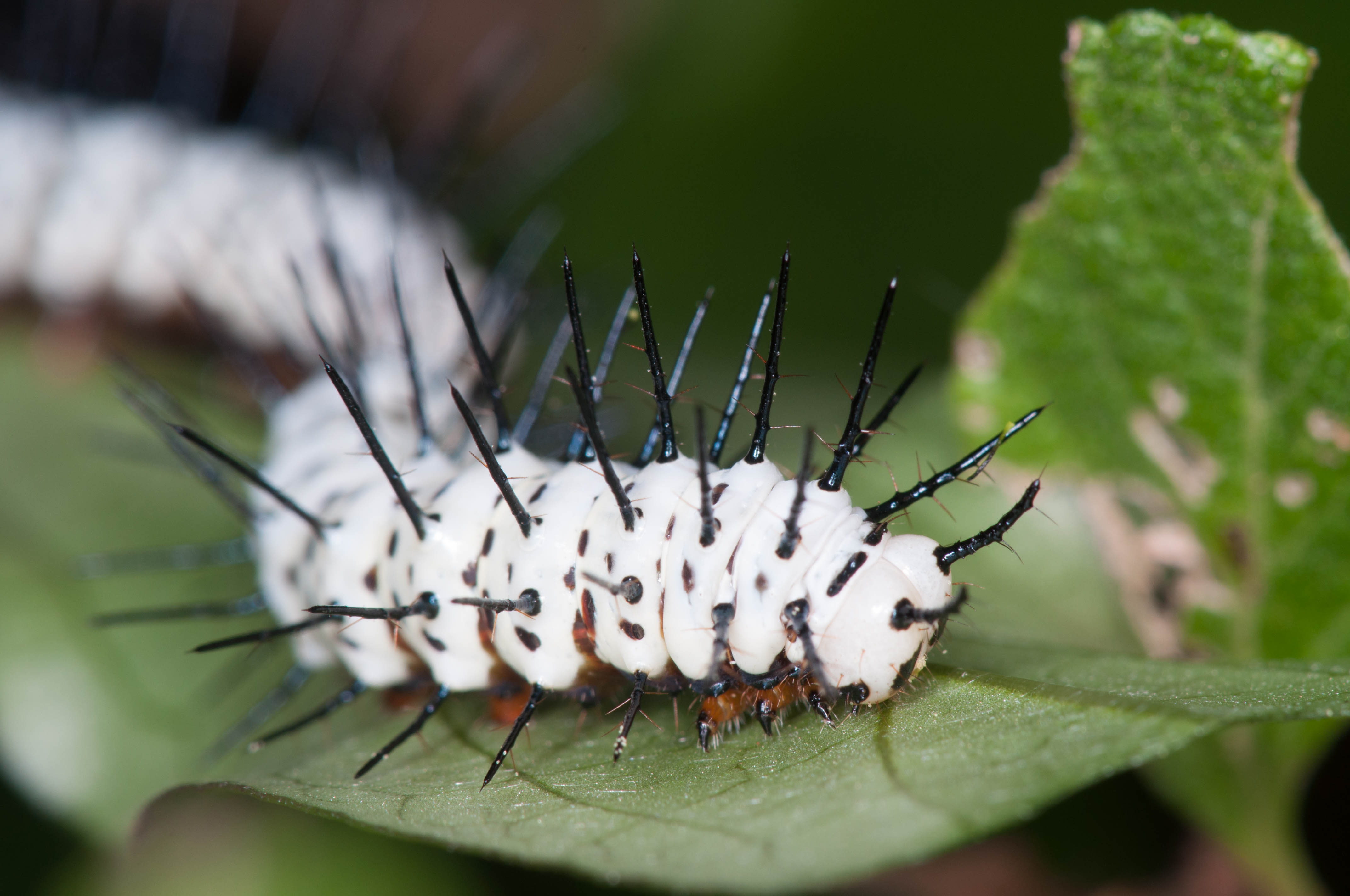 Heliconius charithonia