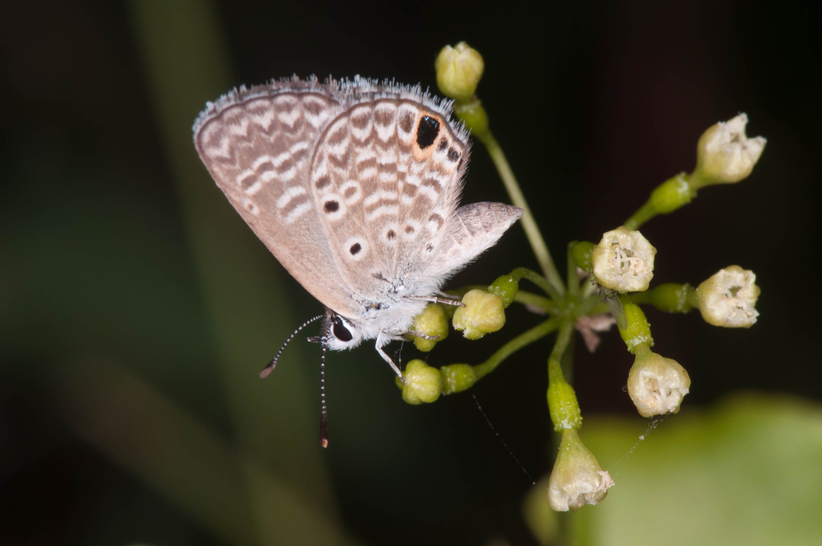 Hemiargus hanno
