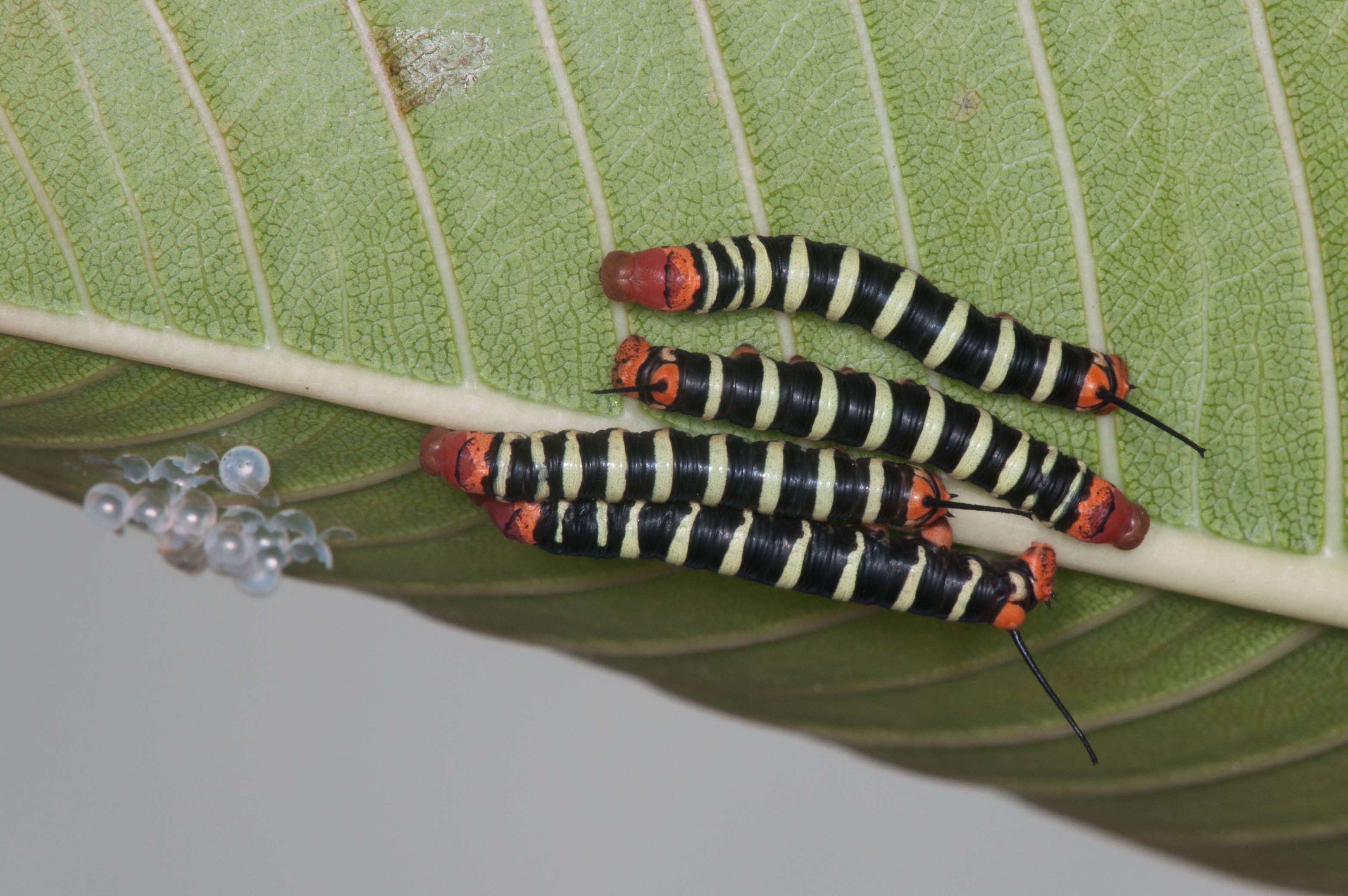 Pseudosphinx tetrio