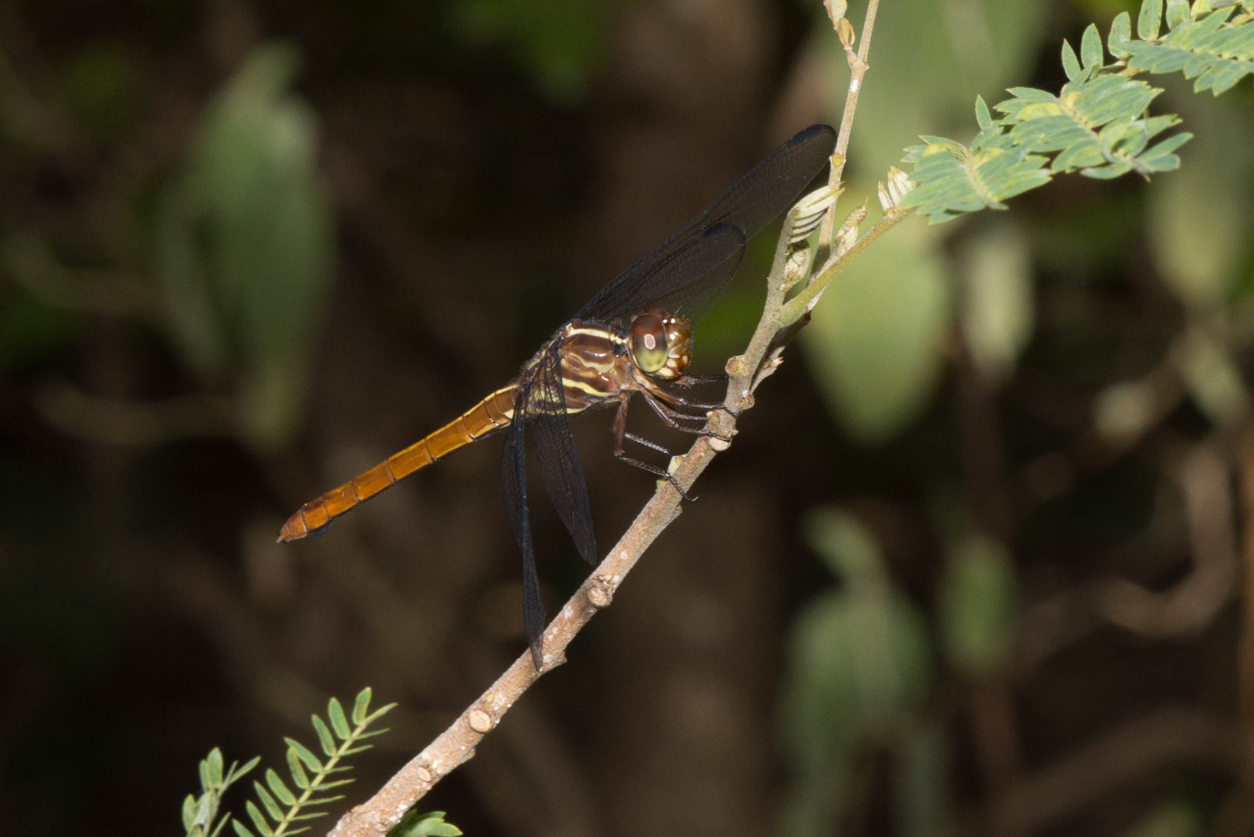 Orthemis macrostigma